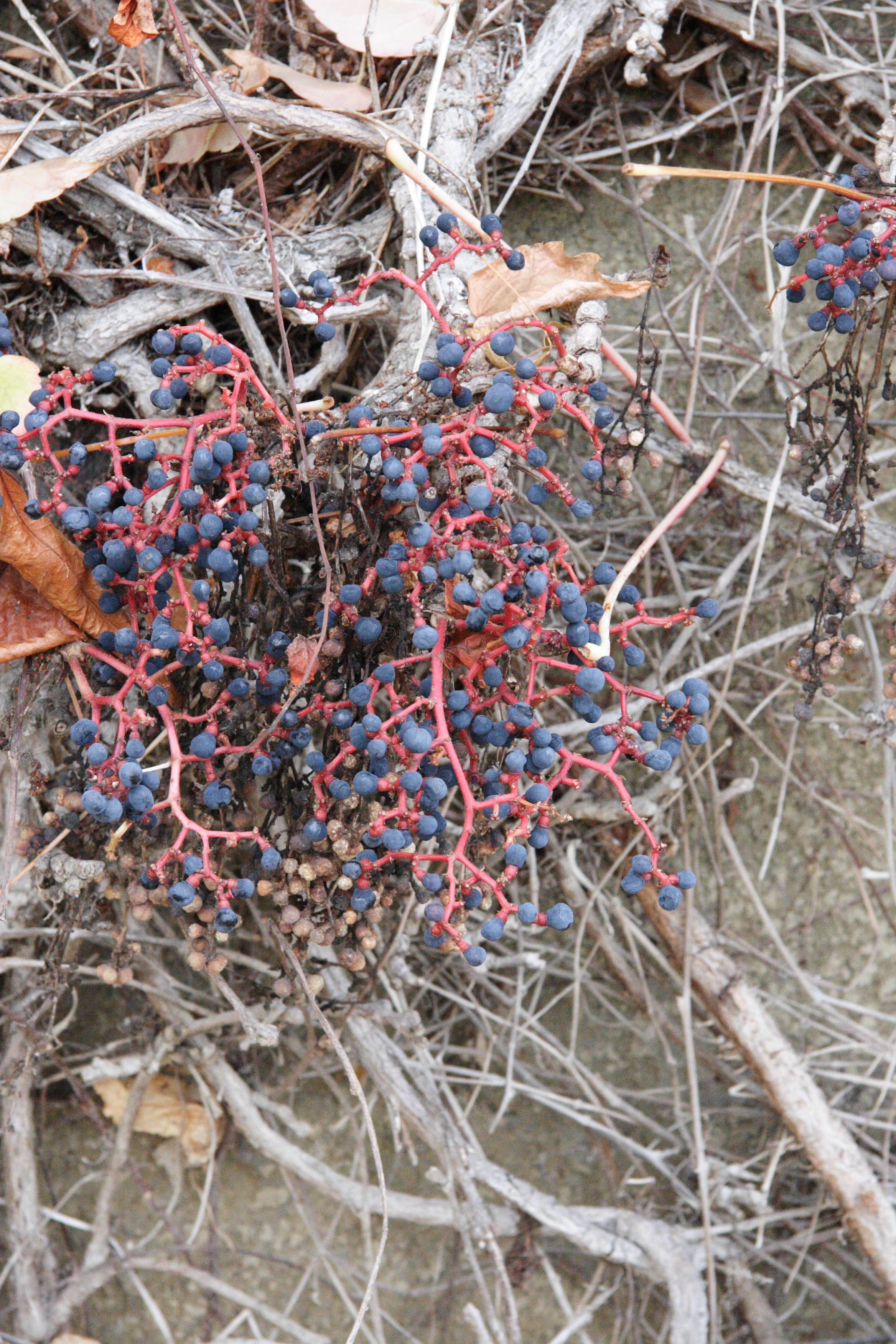 parthenocissus_tricuspidata8md