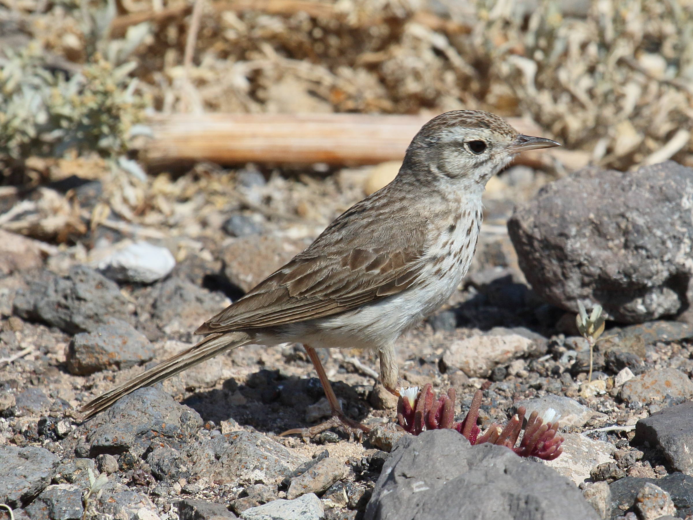 pipit_de_berthelot_-_anthus_berthelotii1bd