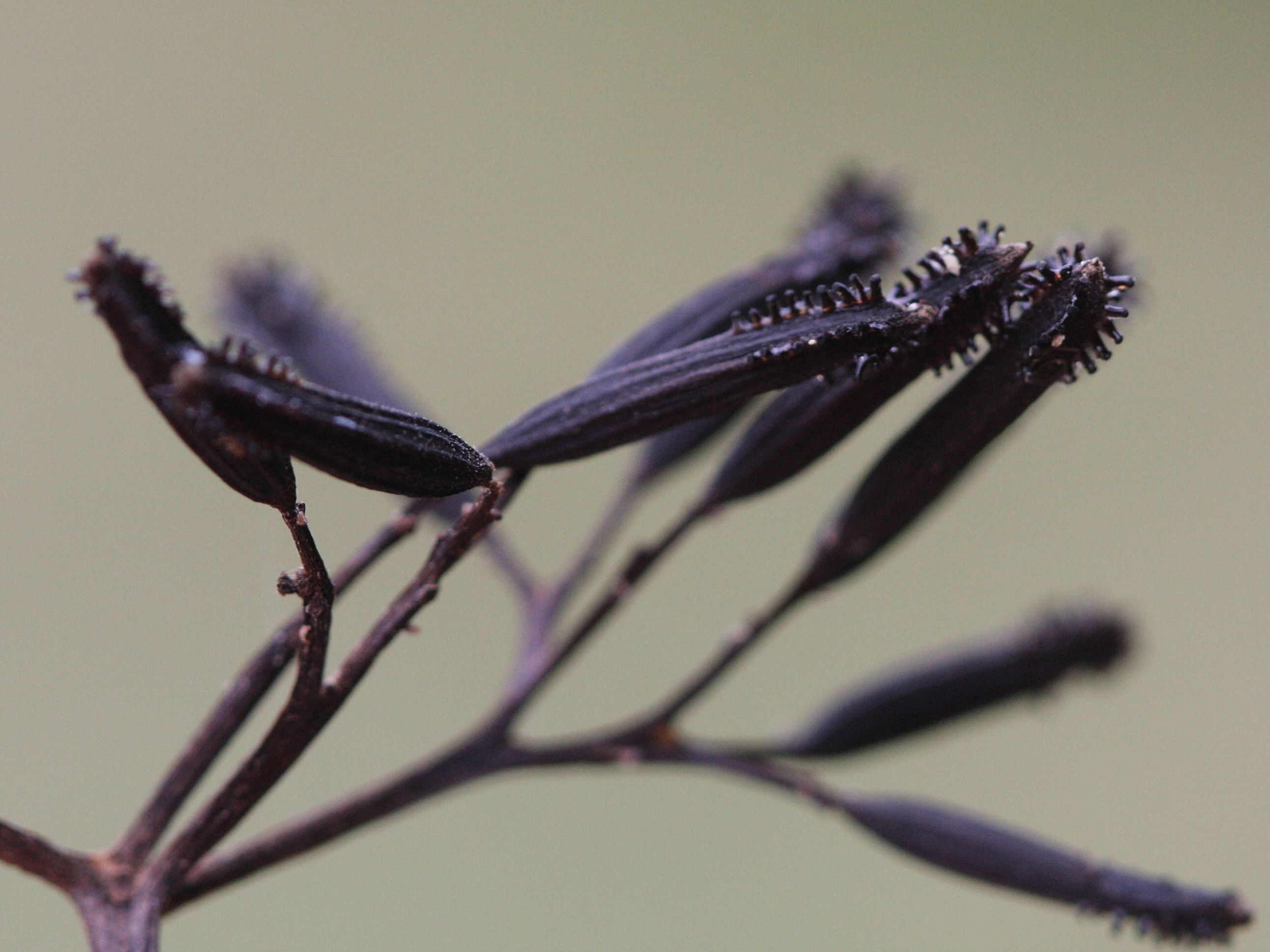 pisonia_subcordata2amd