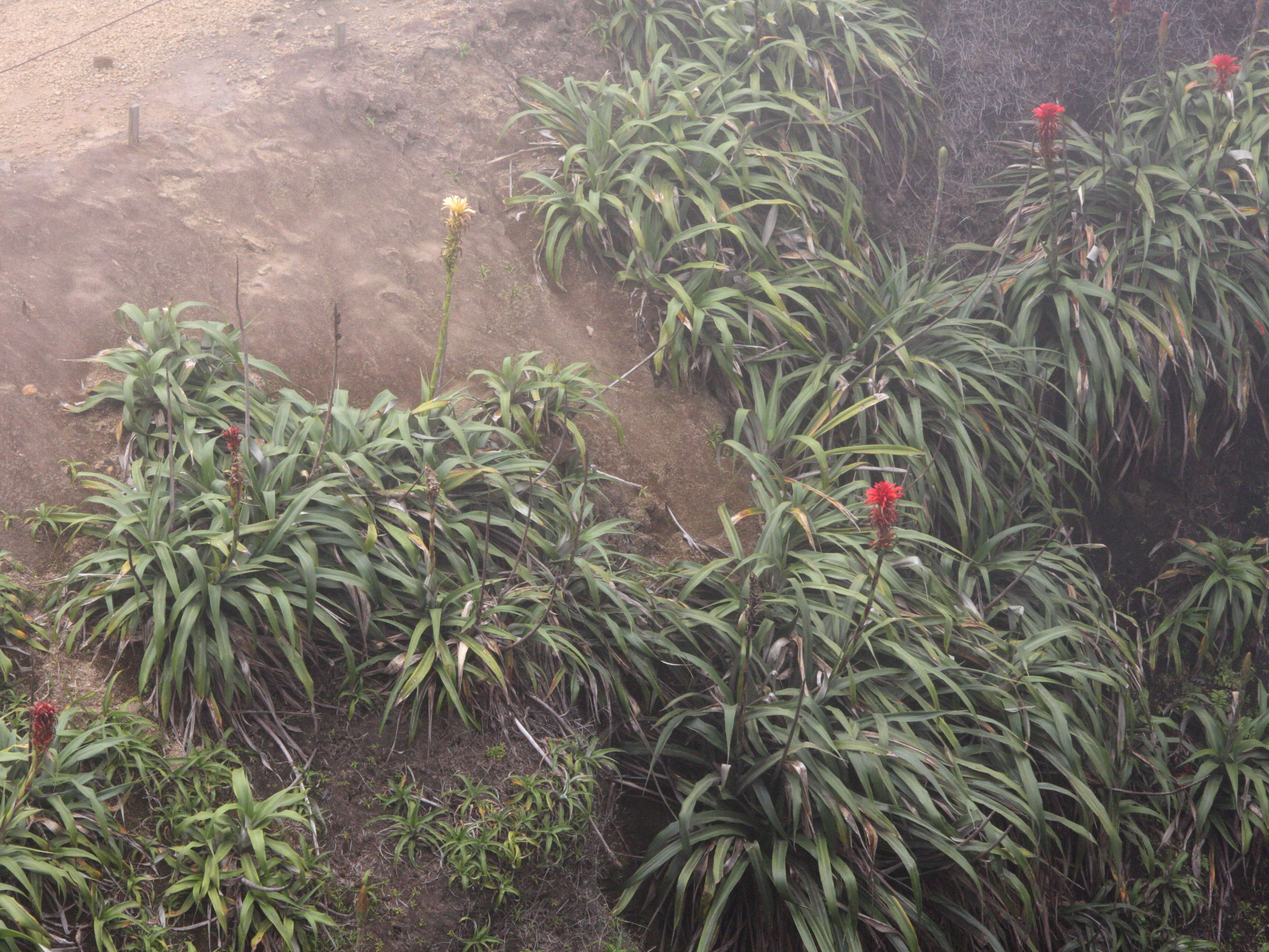 pitcairnia_bifrons5amd