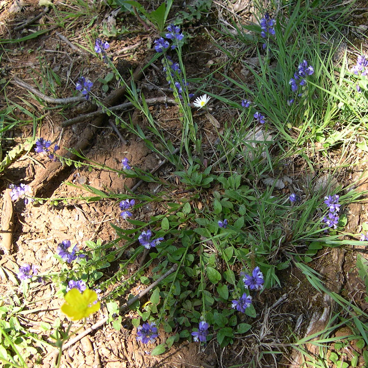 polygala_calcarea1md