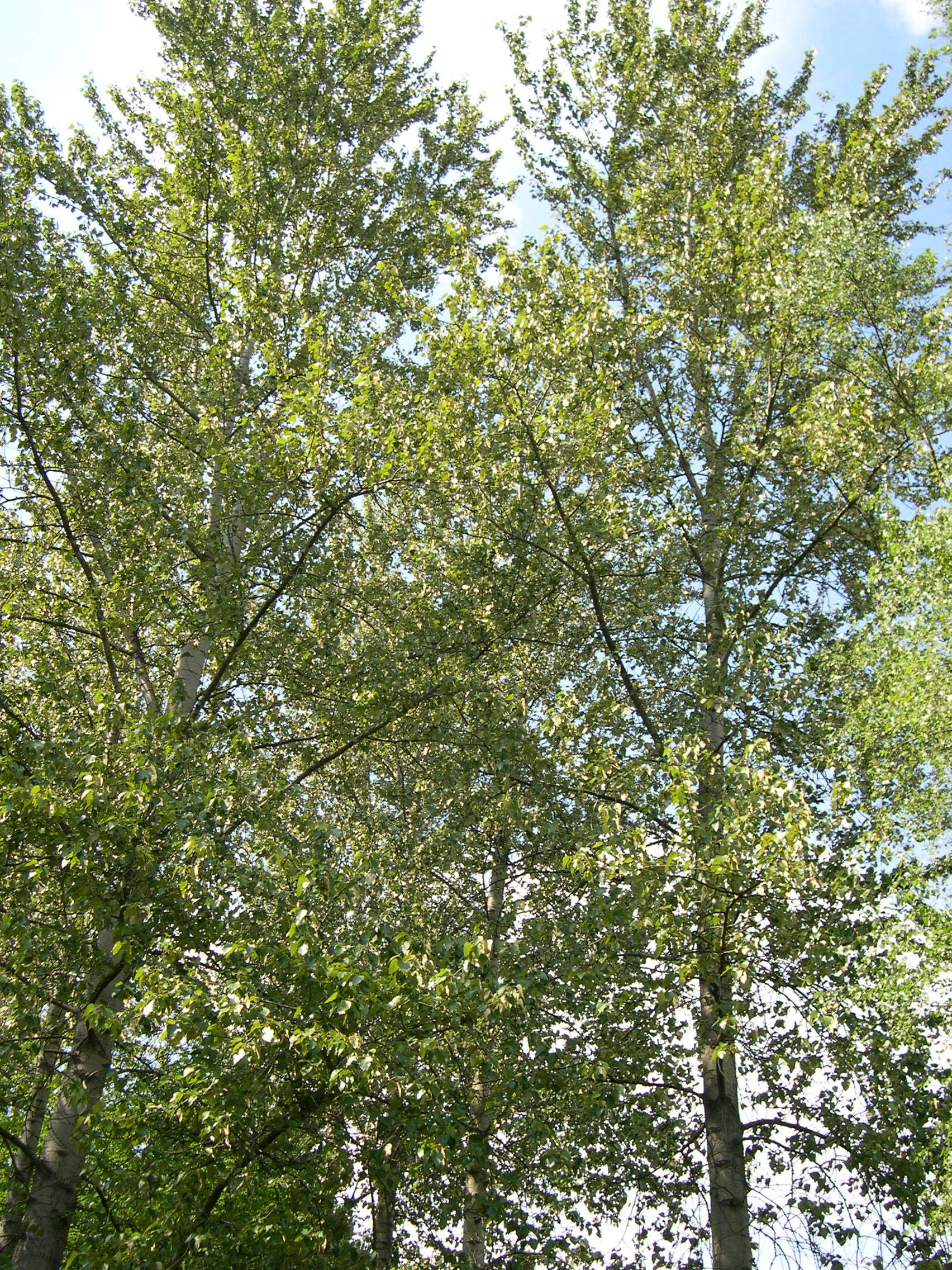 populus_trichocarpa1md