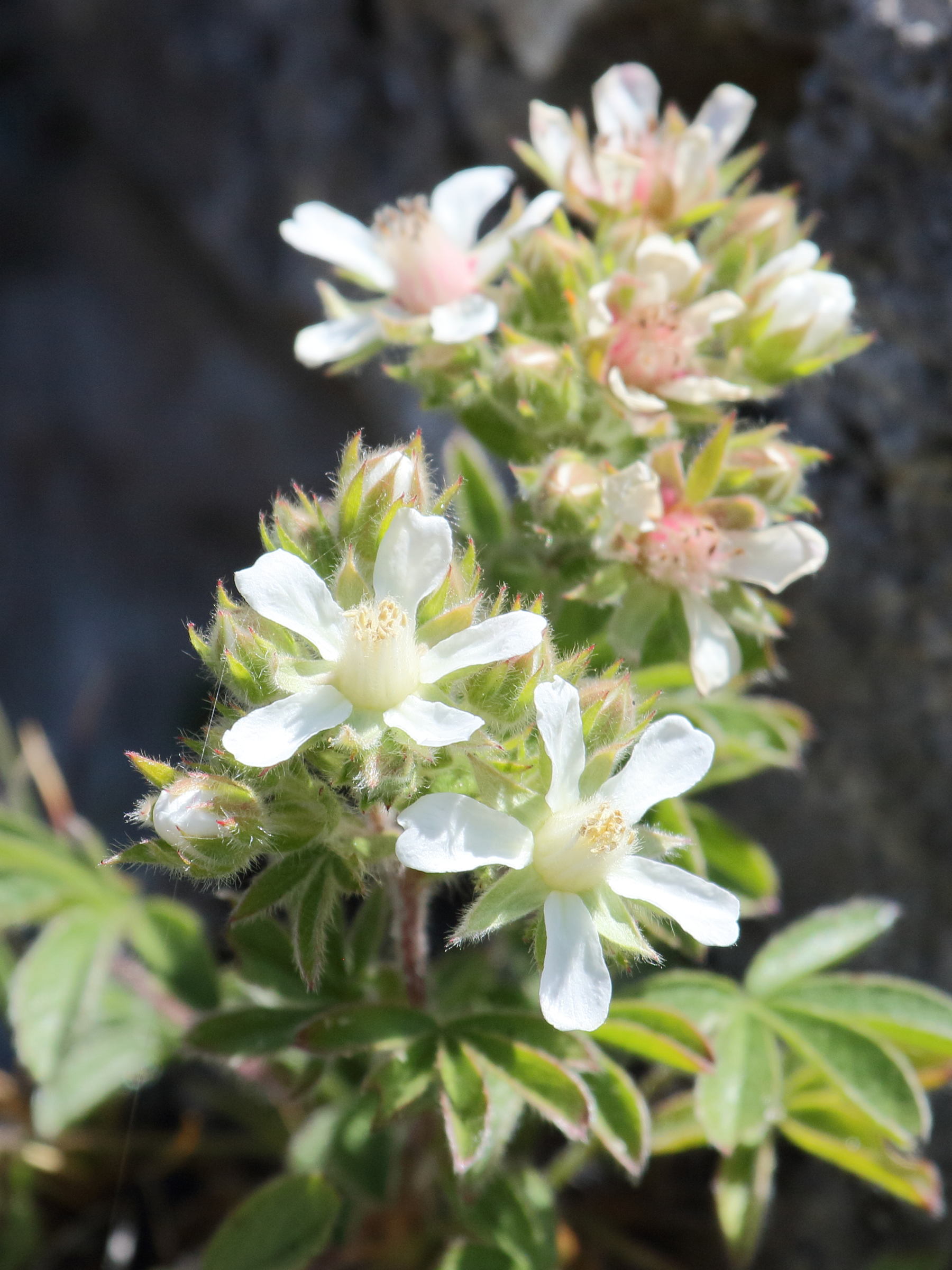 potentilla_caulescens6bd