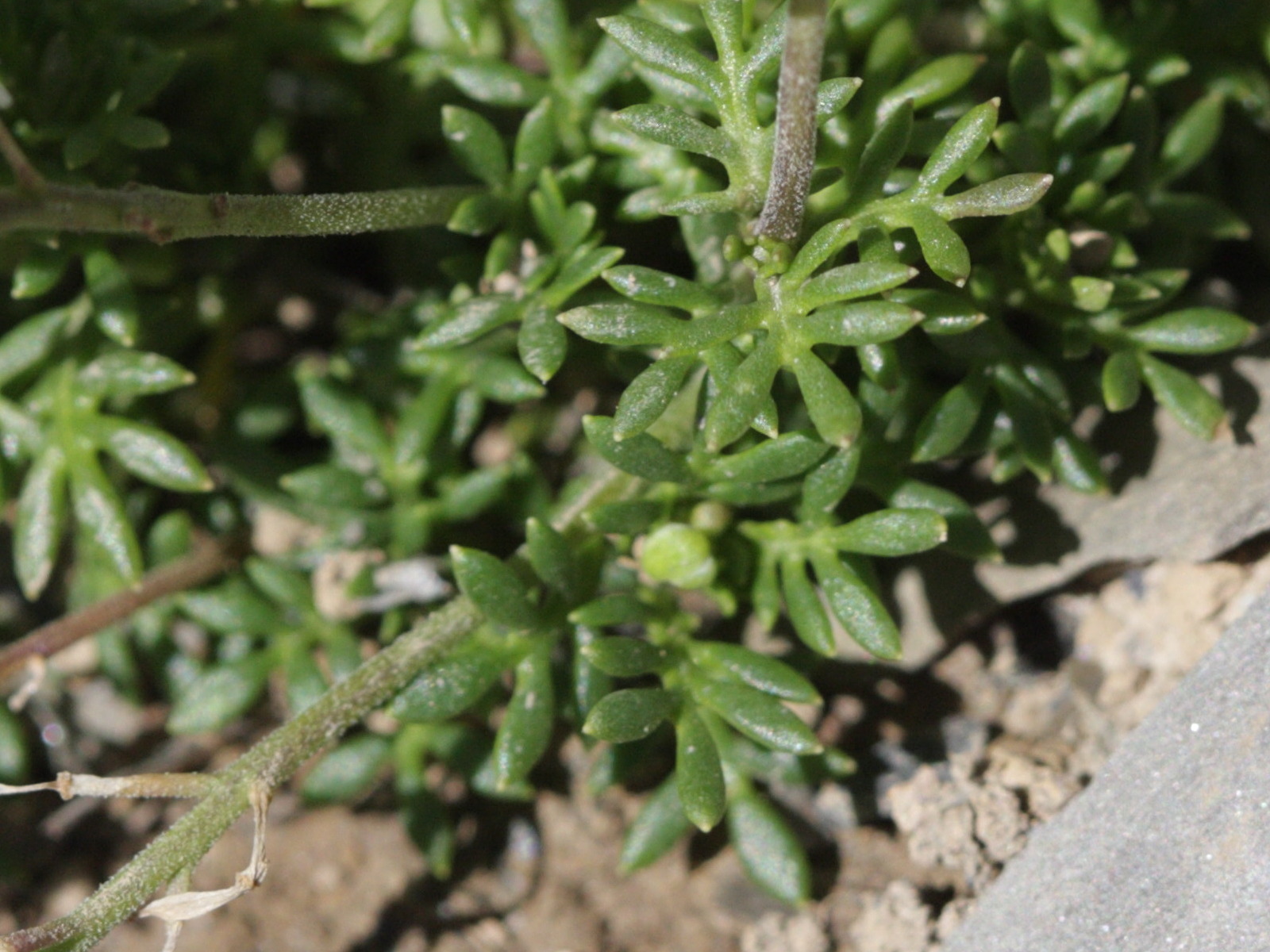 pritzelago_alpina3bd