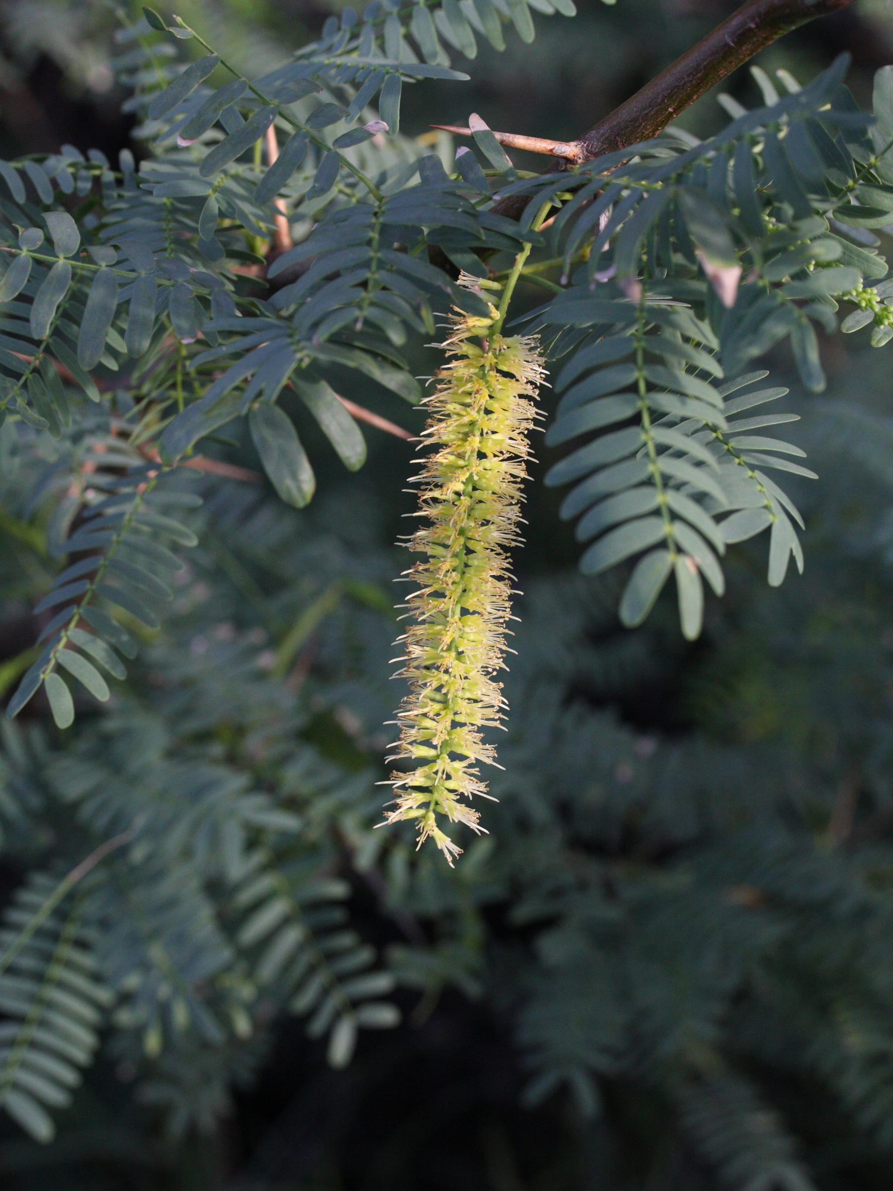 prosopis_juliflora2md