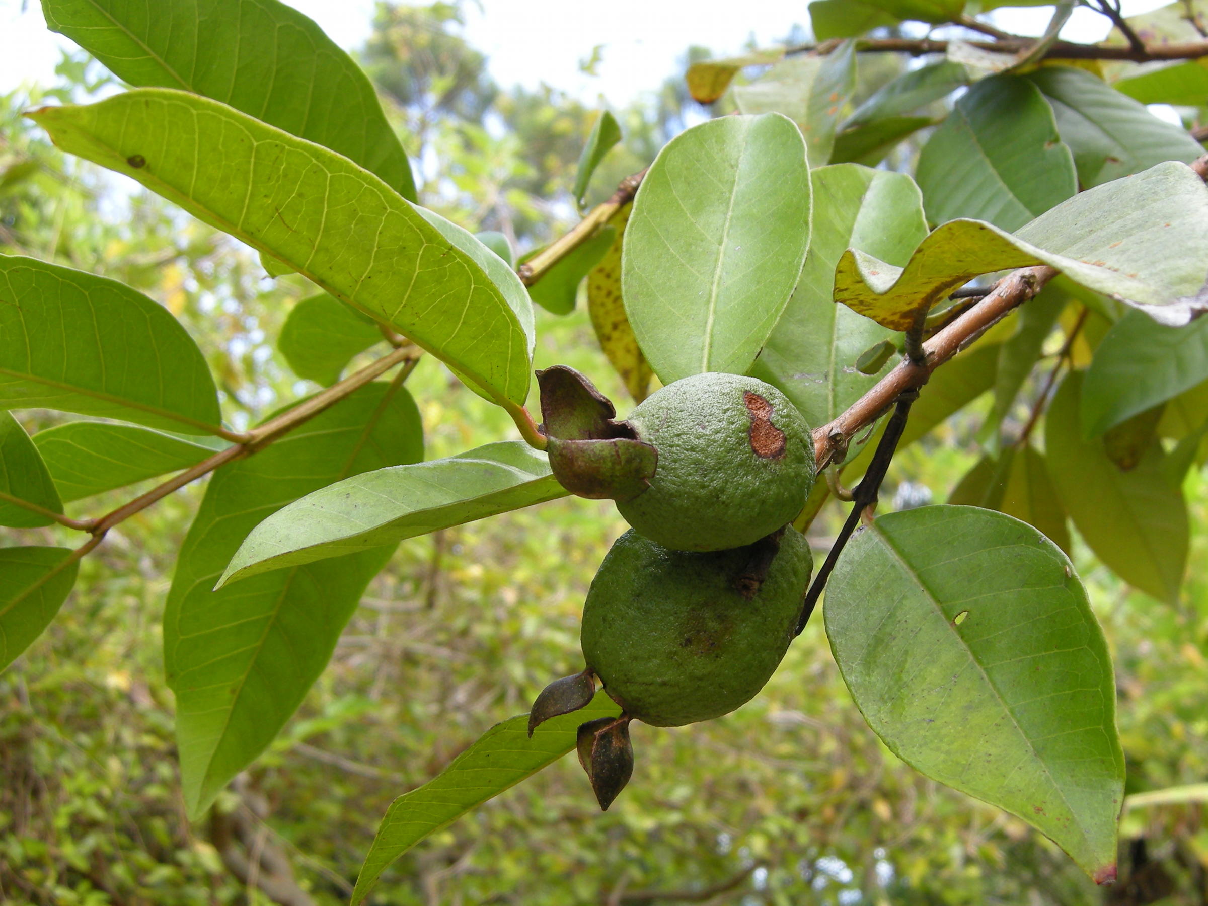 psidium_friedrichsthalianum2md