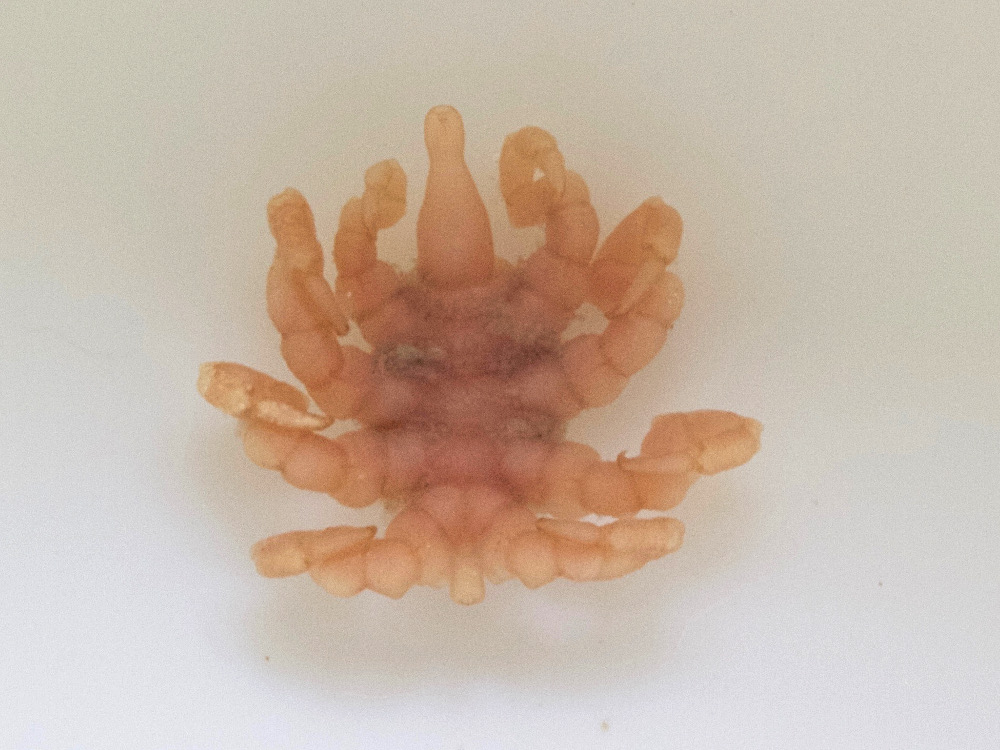 pycnogonum_litorale1md