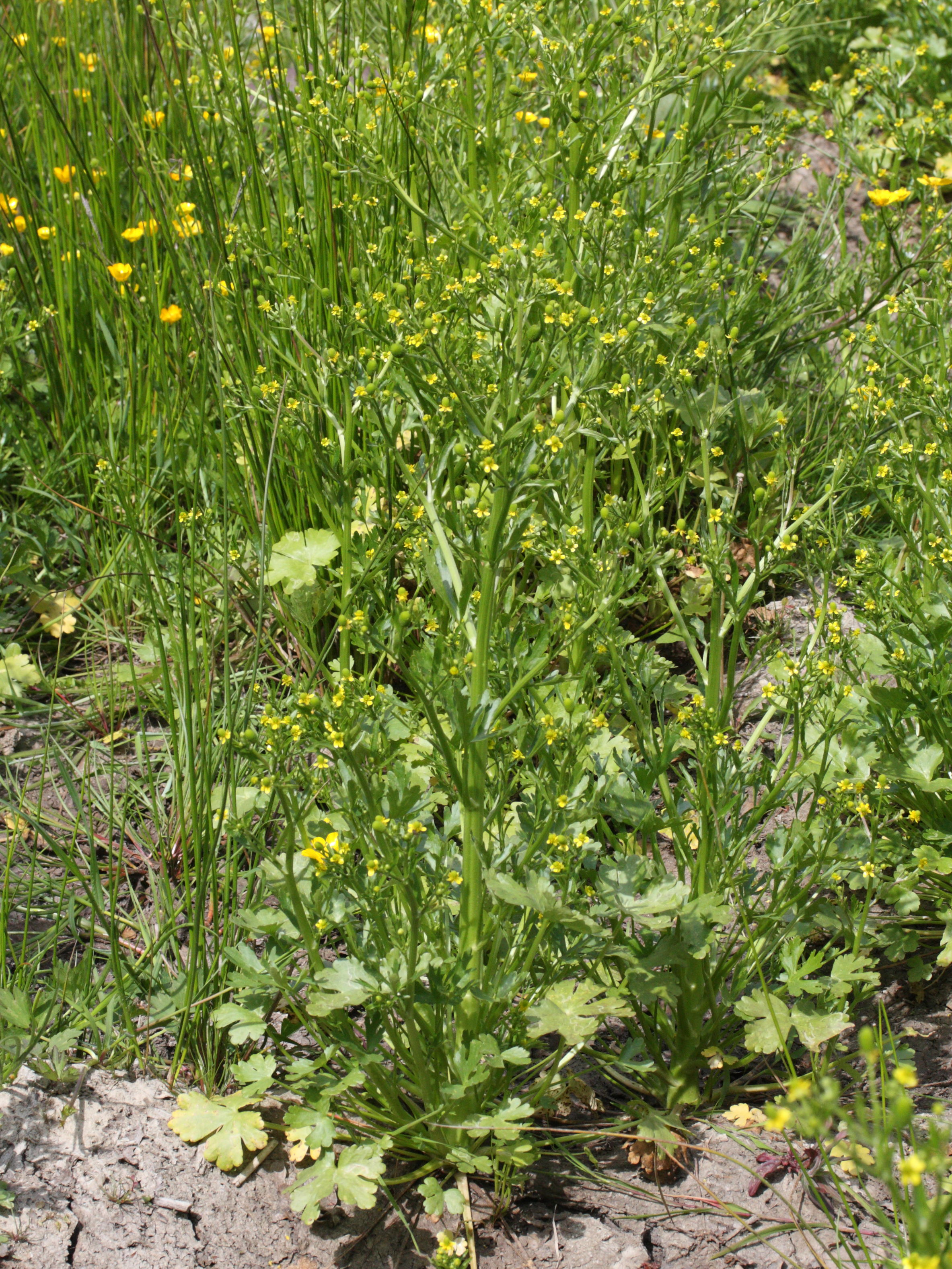 Afficher le média ranunculus_sceleratus4md ranunculus_sceleratus4md