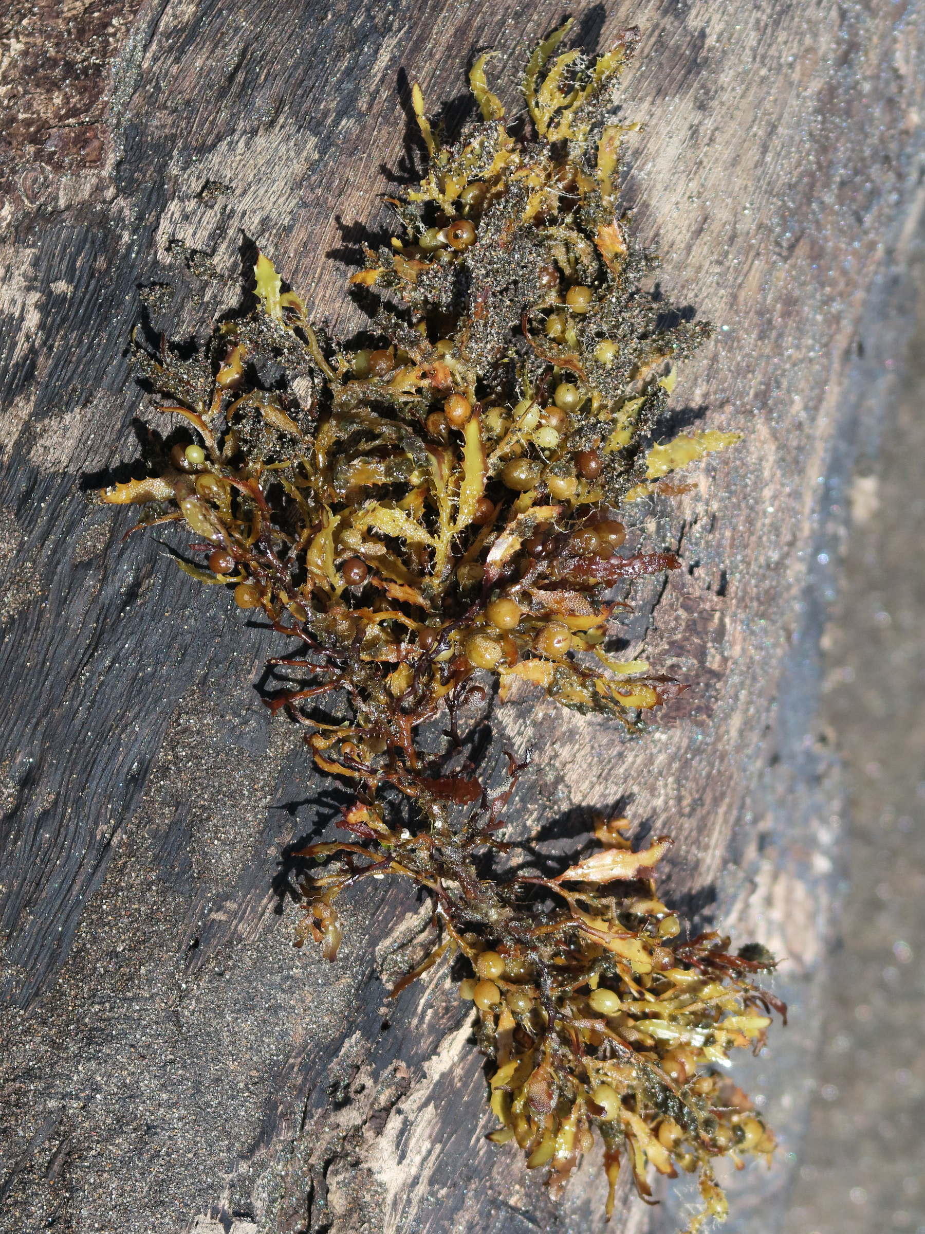 sargassum_fluitans2md