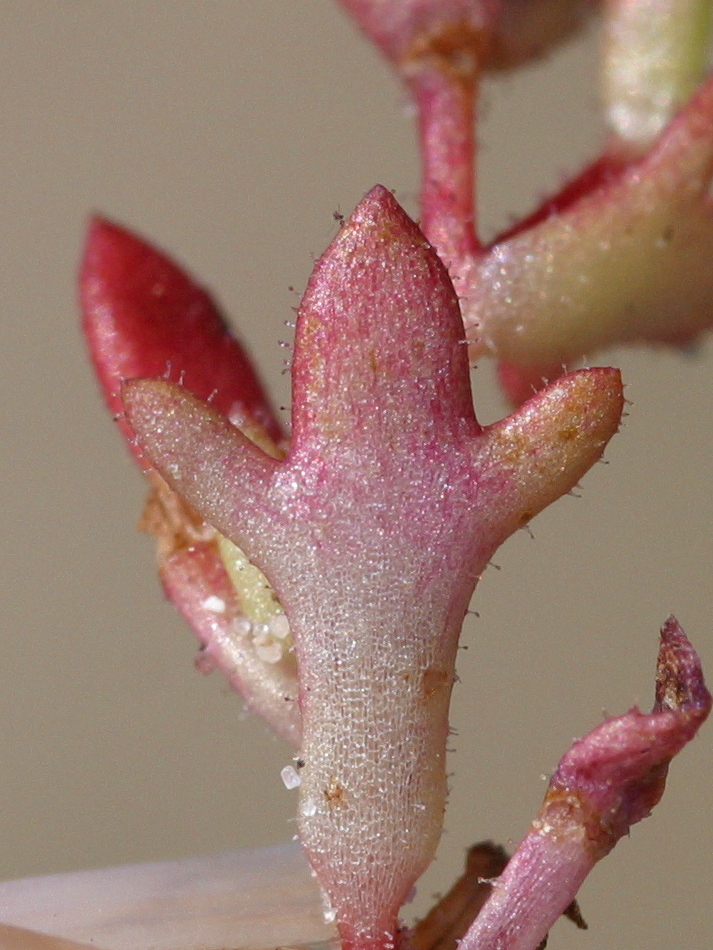 saxifraga_tridactylites3md