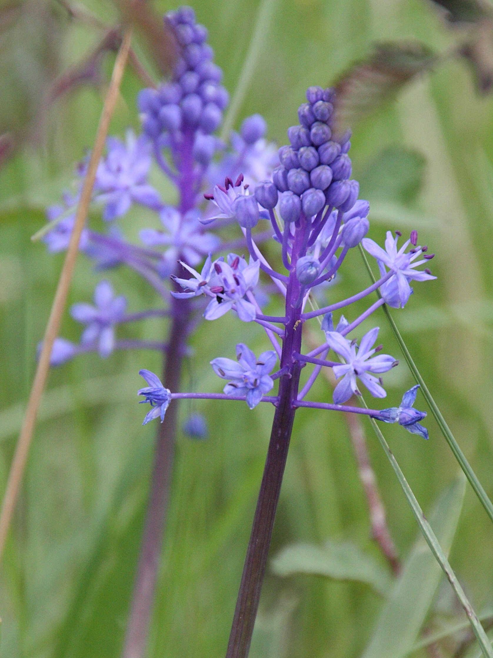 scilla_hyacinthoides2bd