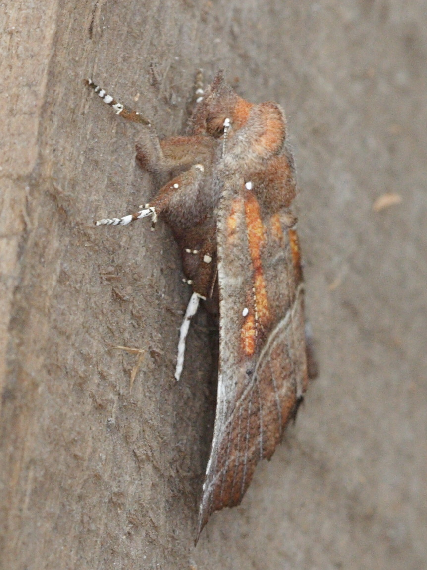 scoliopteryx_libatrix1bd