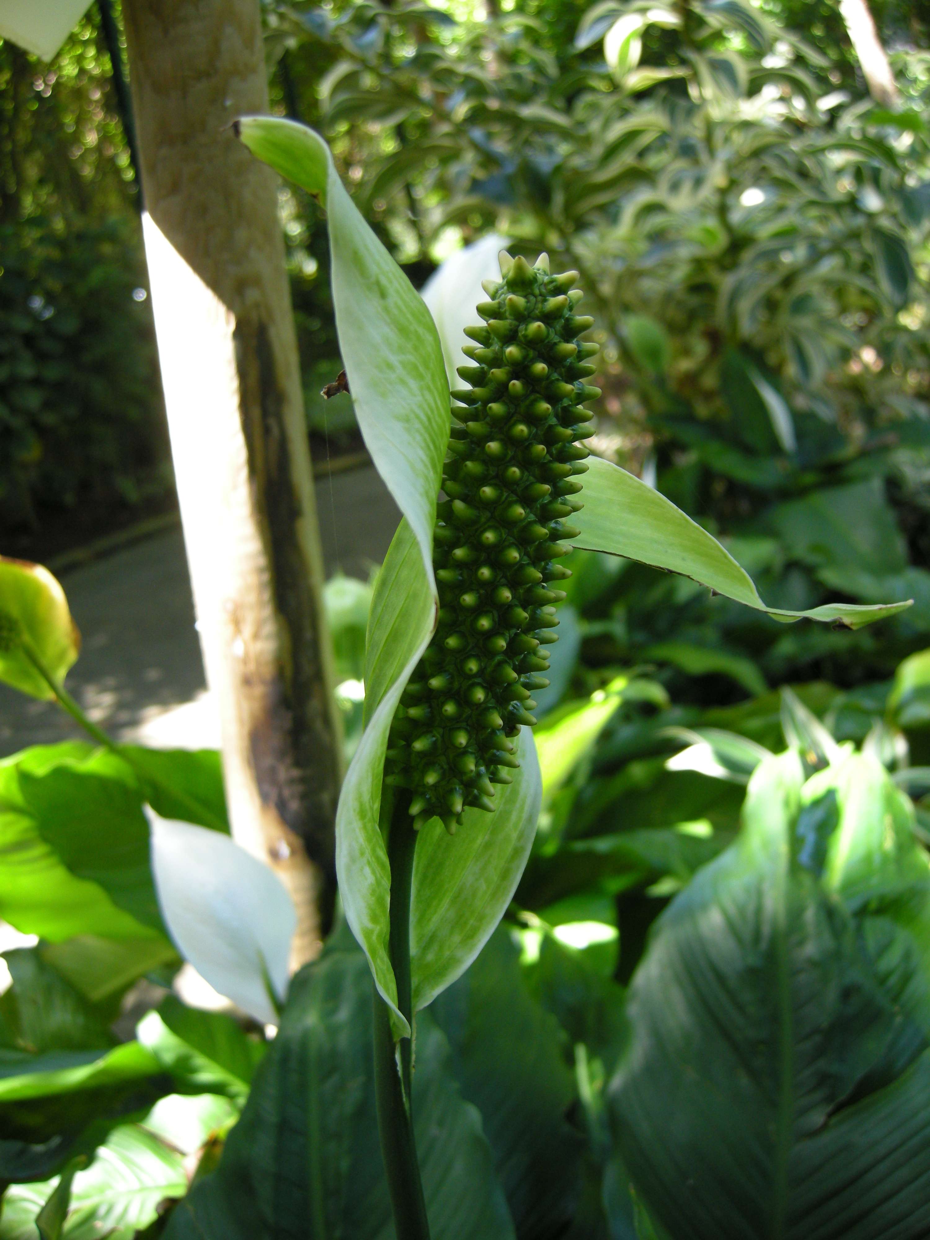 spathiphyllum_wallisii3md