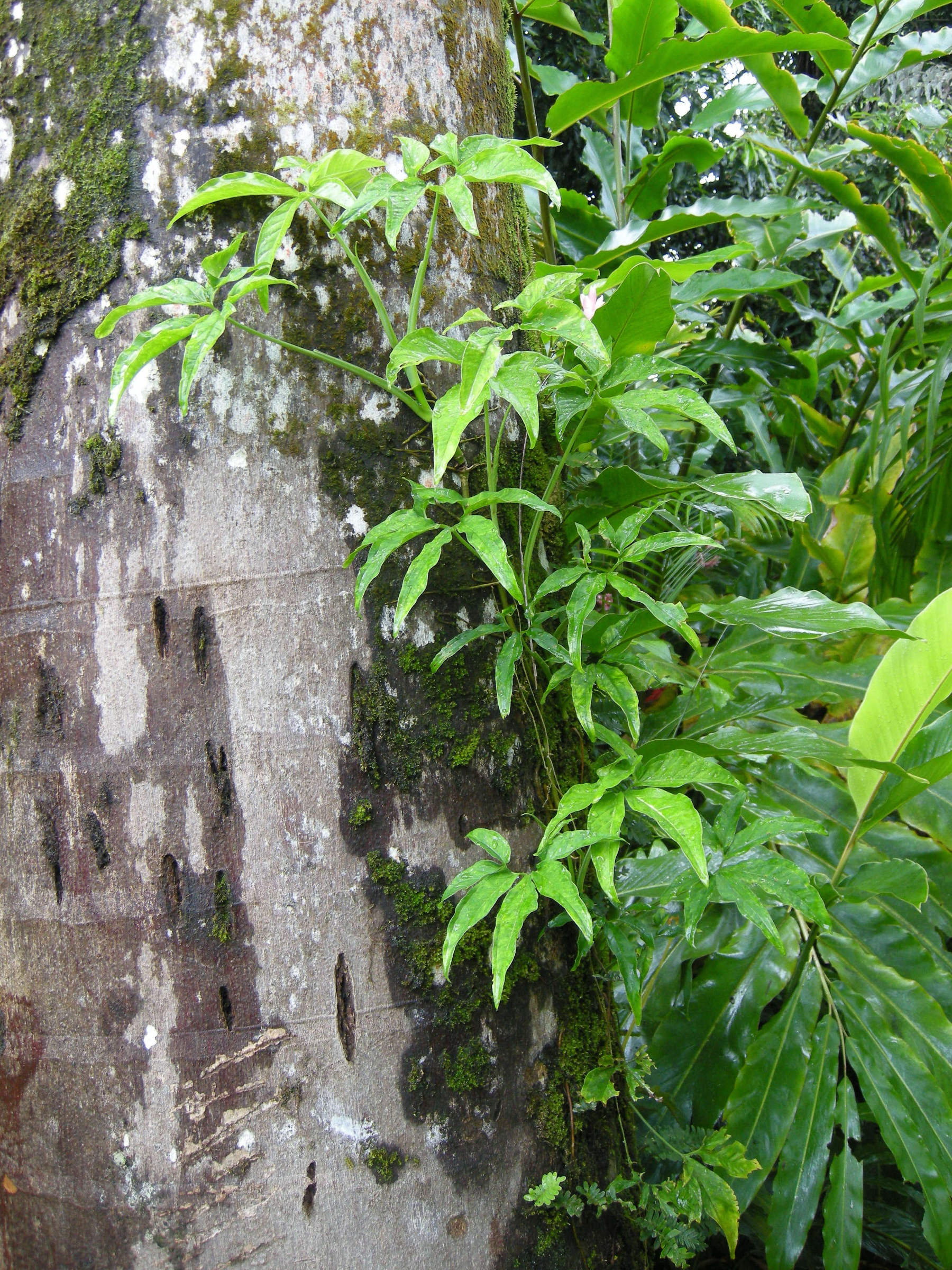 syngonium_podophyllum1md