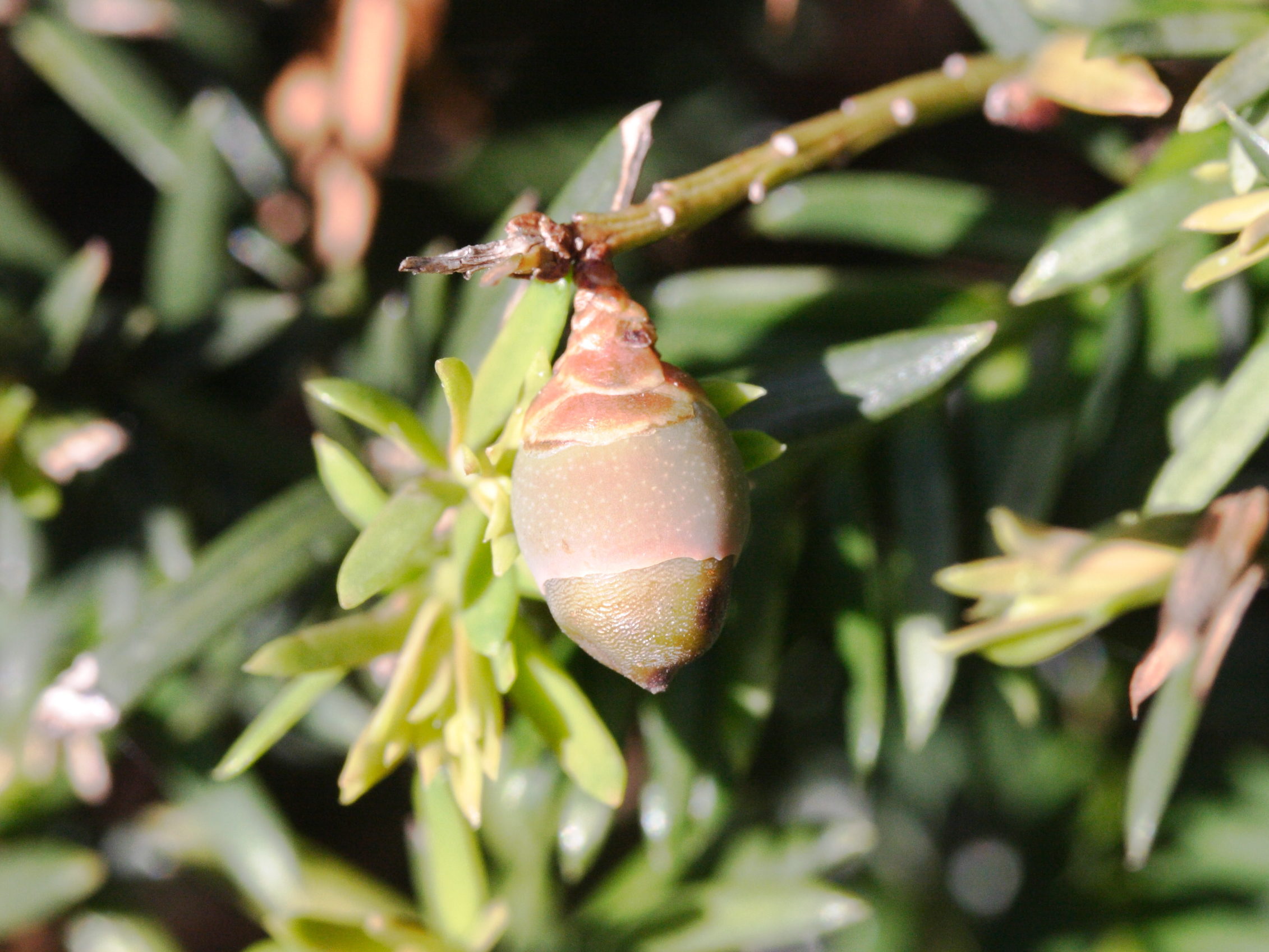 taxus_baccata6md