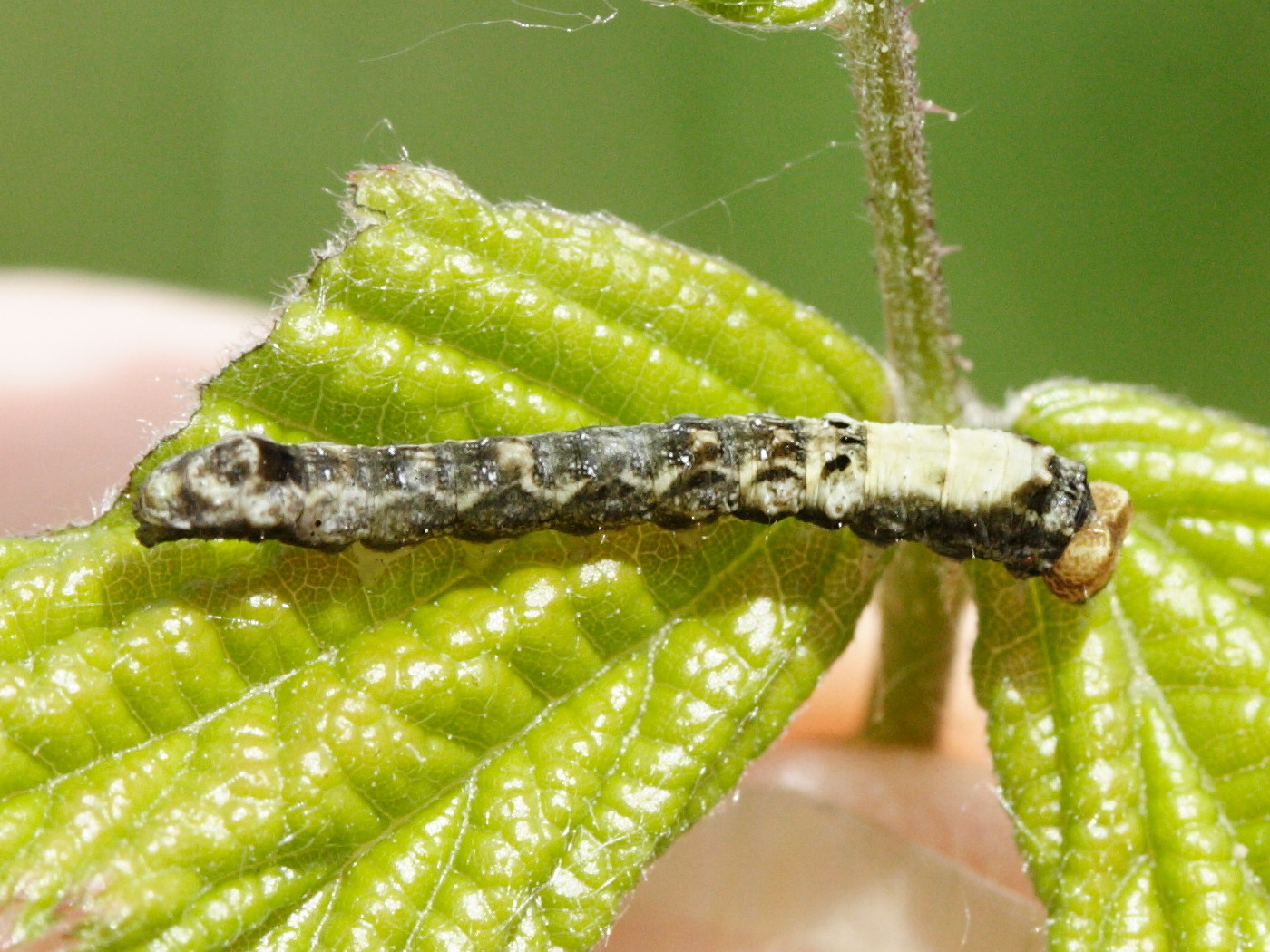 thyatira_batis_ch3md