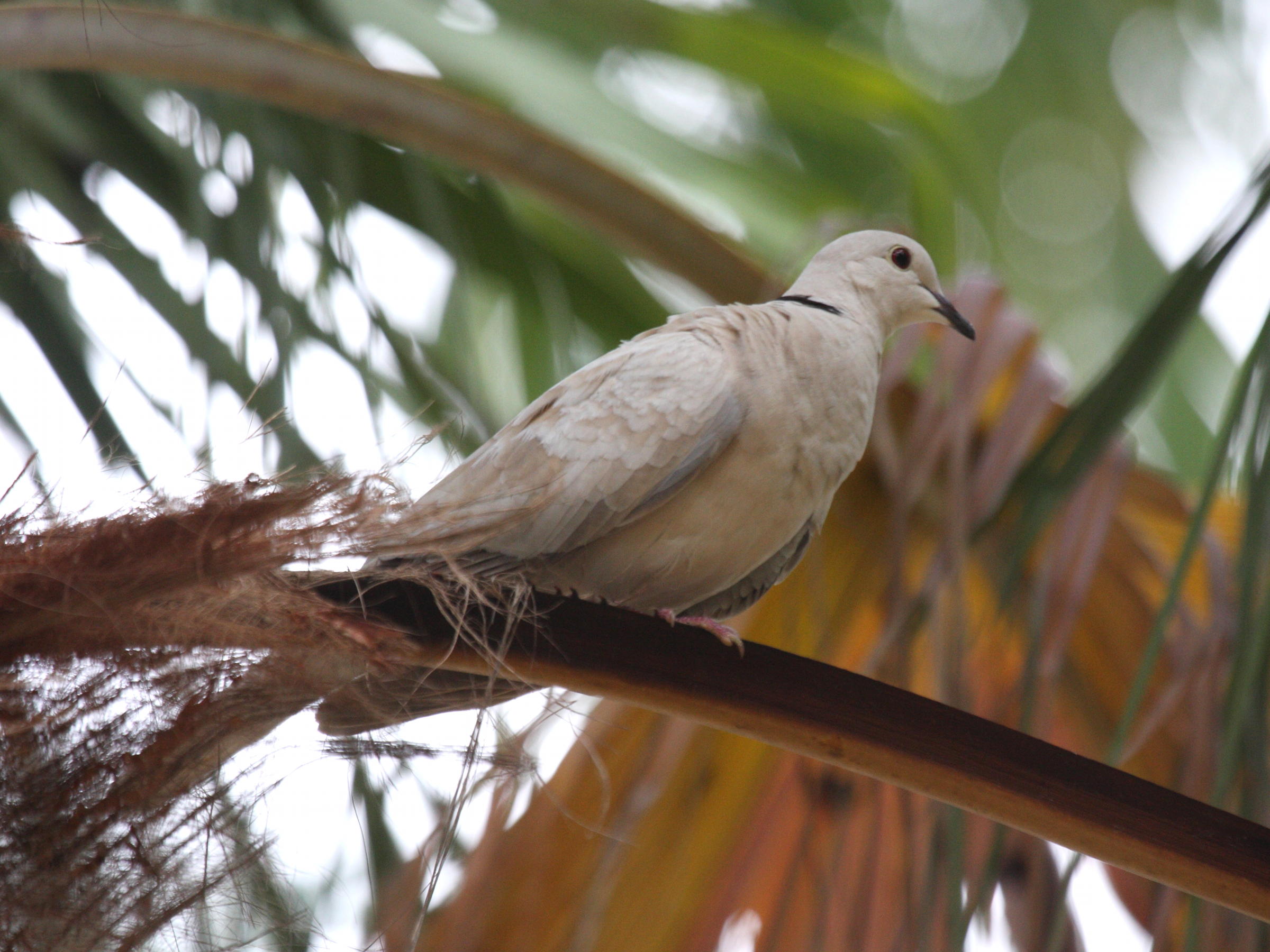 Afficher le média tourterelle_rieuse_domestique_-_streptopelia_risoria2bd tourterelle_rieuse_domestique_-_streptopelia_risoria2bd