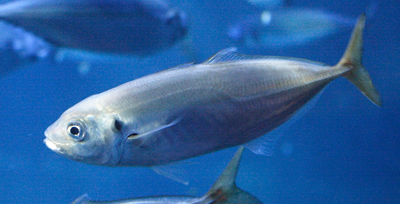 trachurus_trachurus3md