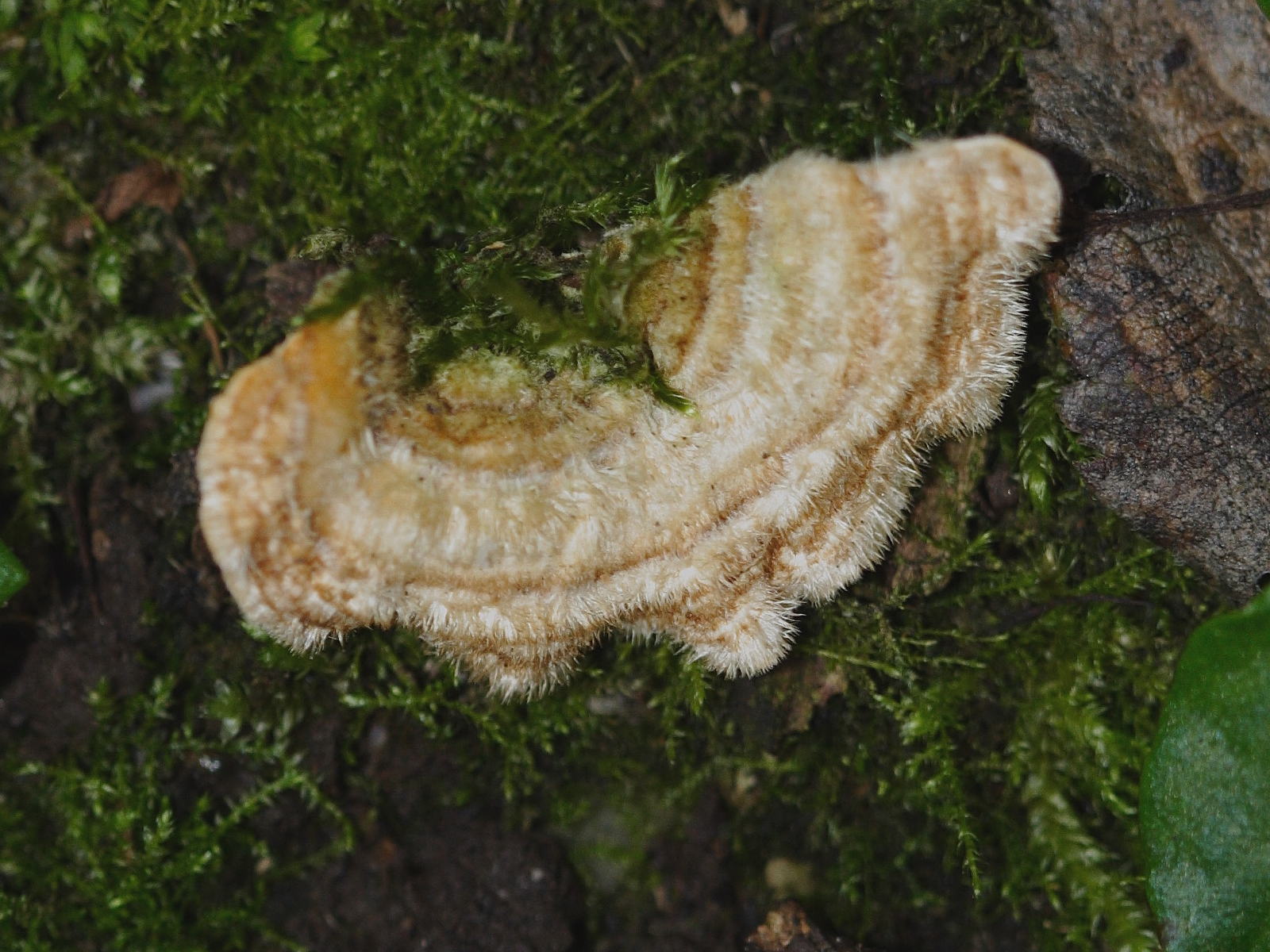 trametes_hirsuta6md