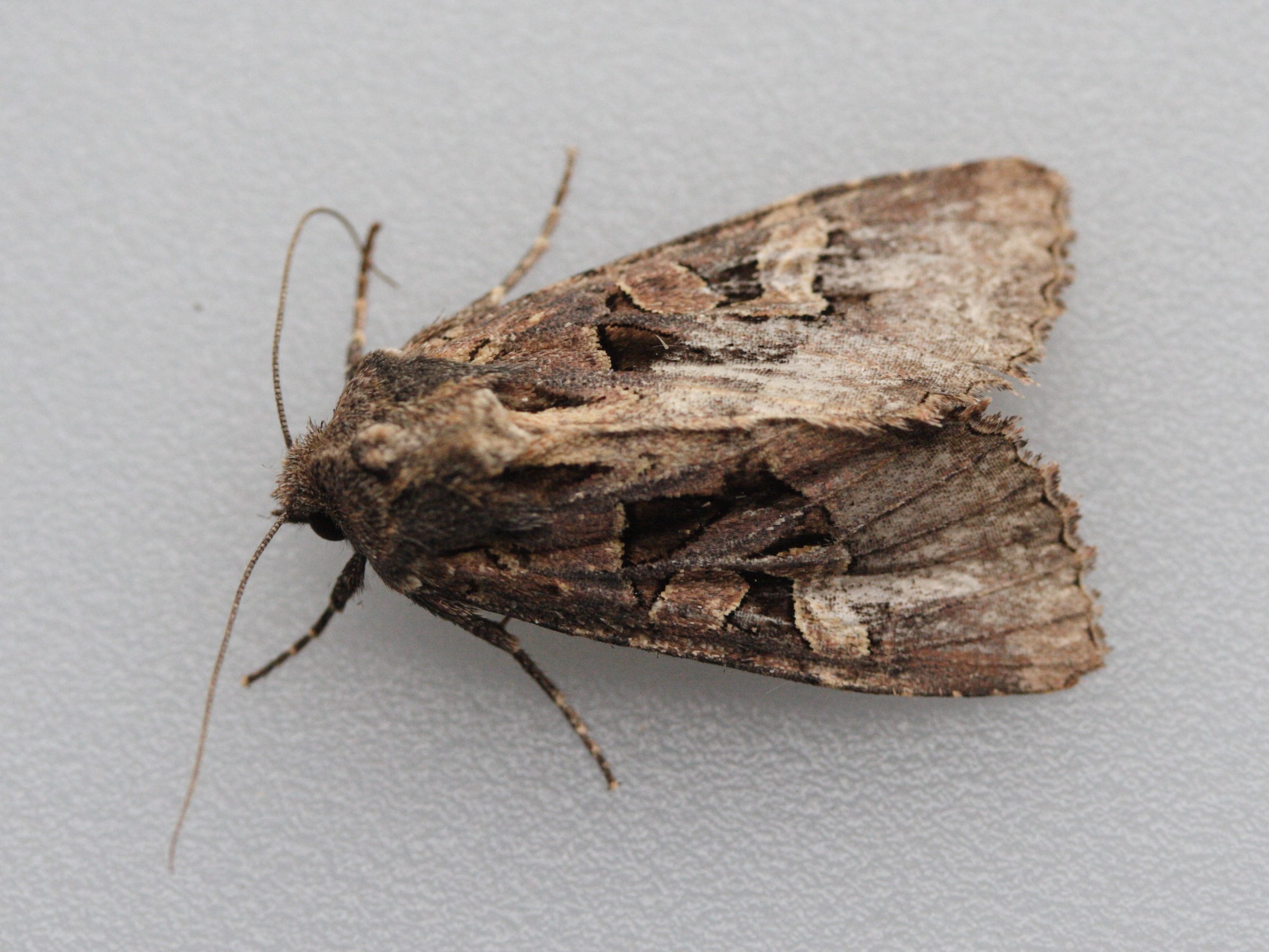 trigonophora_jodea1md