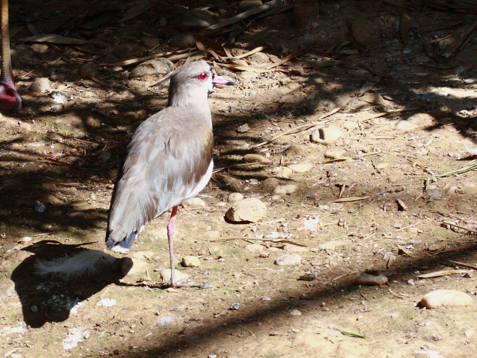 vanneau_du_chili_-_vanellus_chilensis1bd