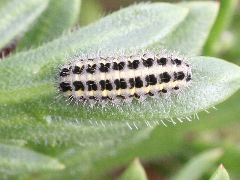 zygaena_filipendulae_ch1md