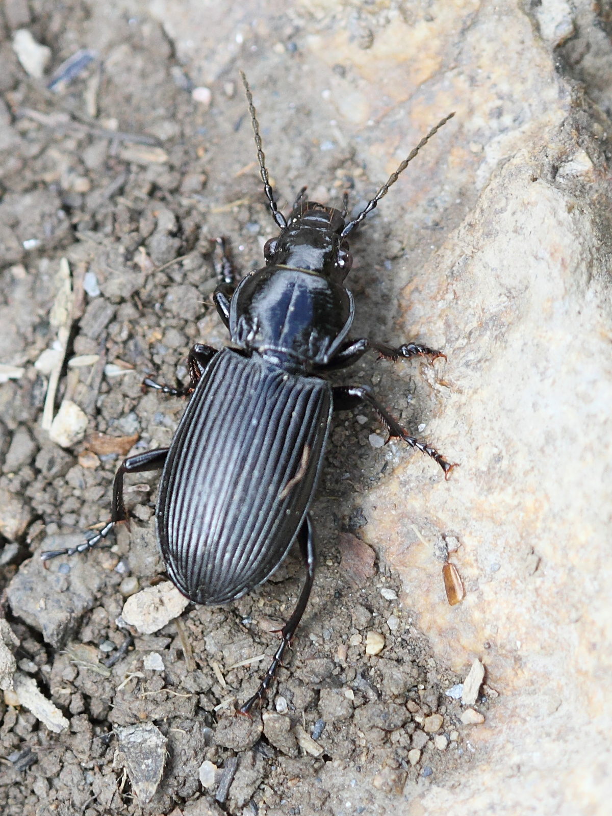 abax_parallelepipedus1bd