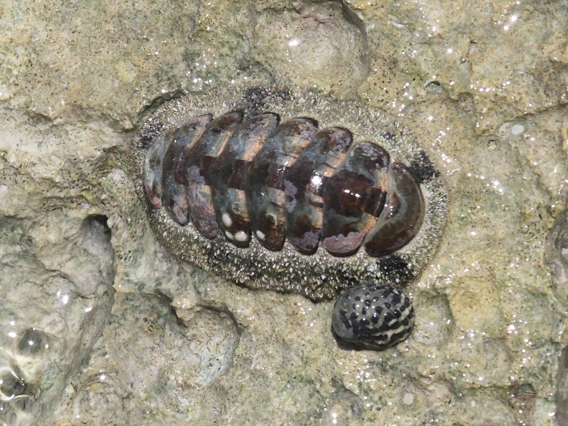 acanthopleura_granulata2bd