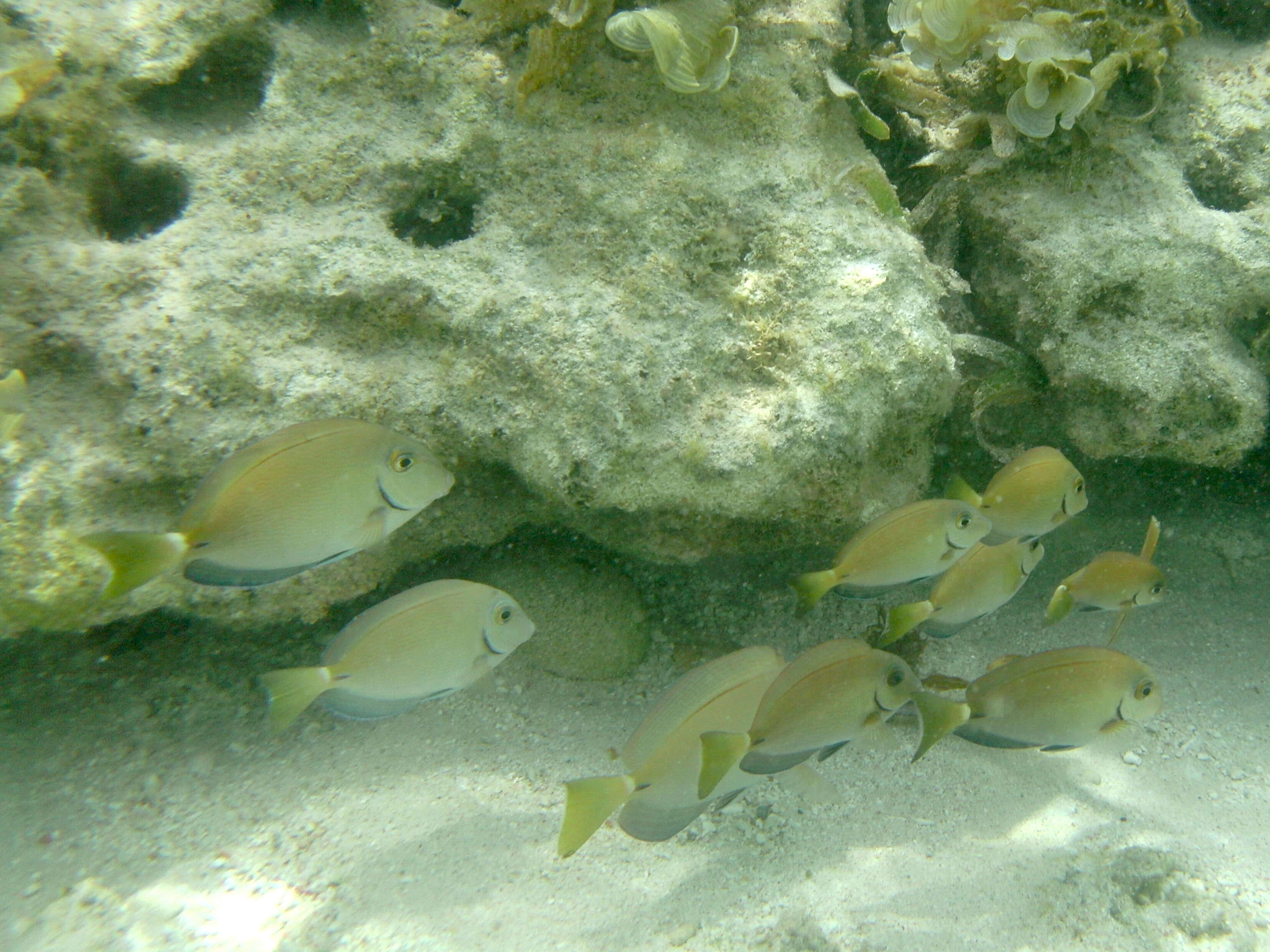 Afficher le média acanthurus_bahianus2bd acanthurus_bahianus2bd