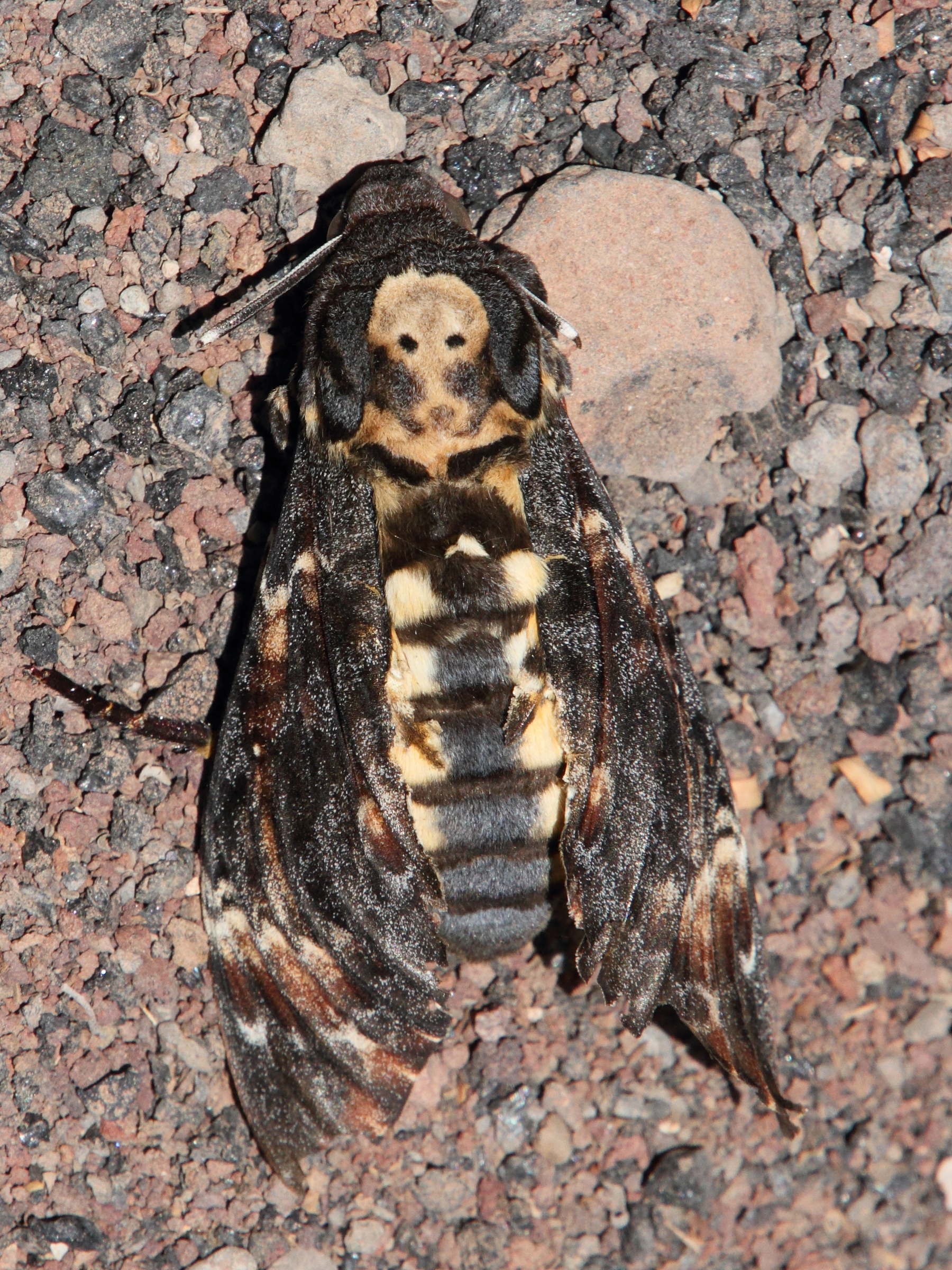 acherontia_atropos3md