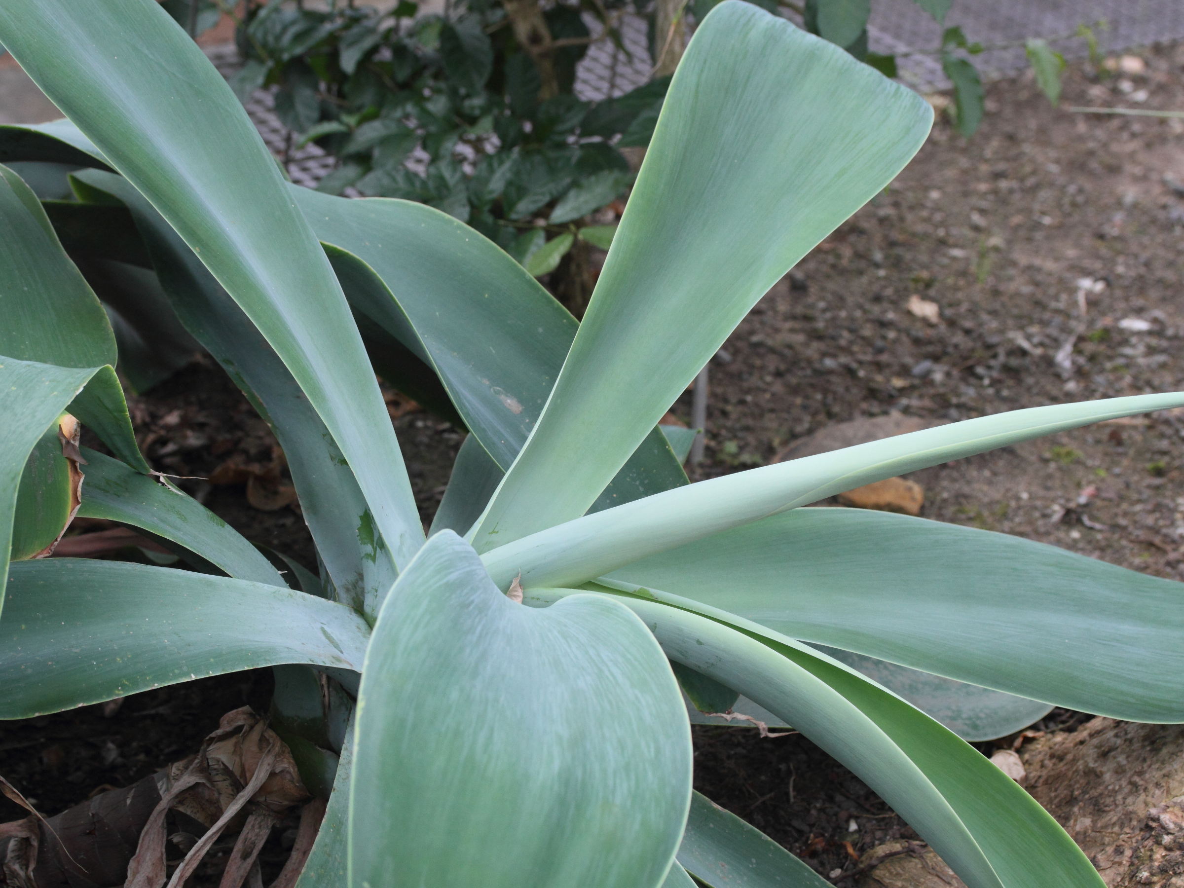 Afficher le média agave_attenuata4md agave_attenuata4md