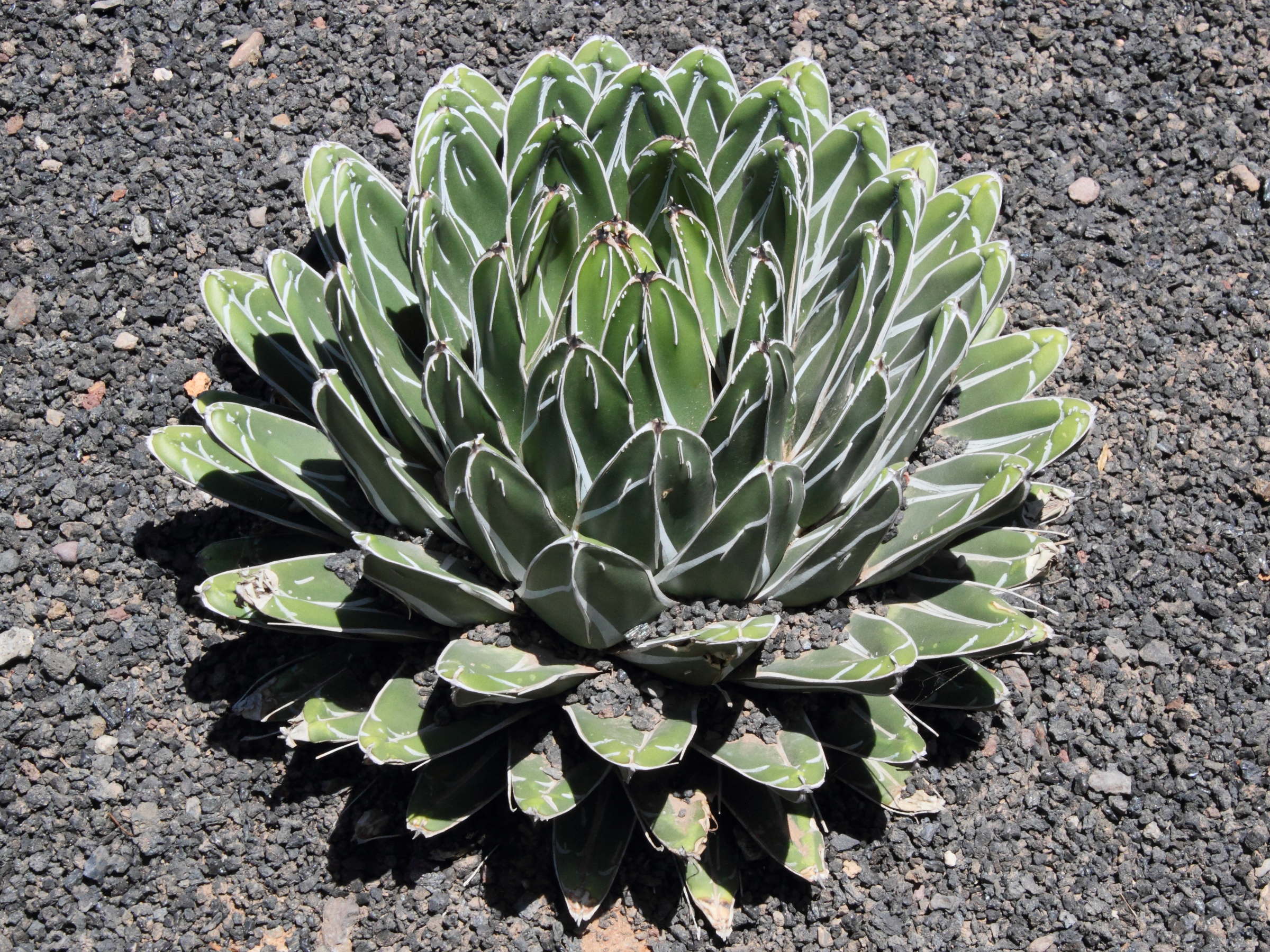 agave_victoriae-reginae2md