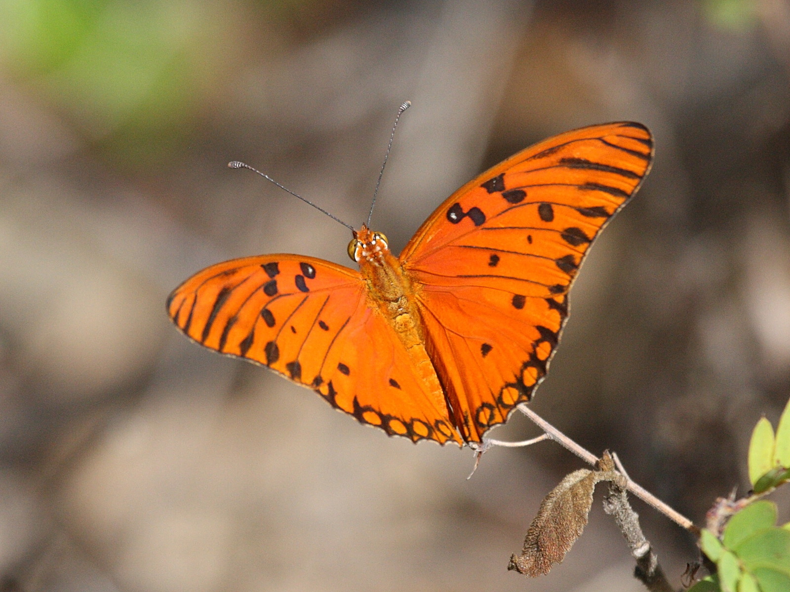 Agraulis_vanillae ssp. vanillae