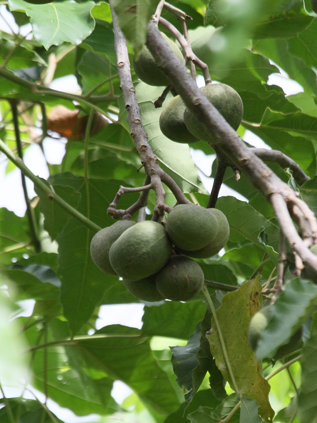 aleurites_moluccana3bd