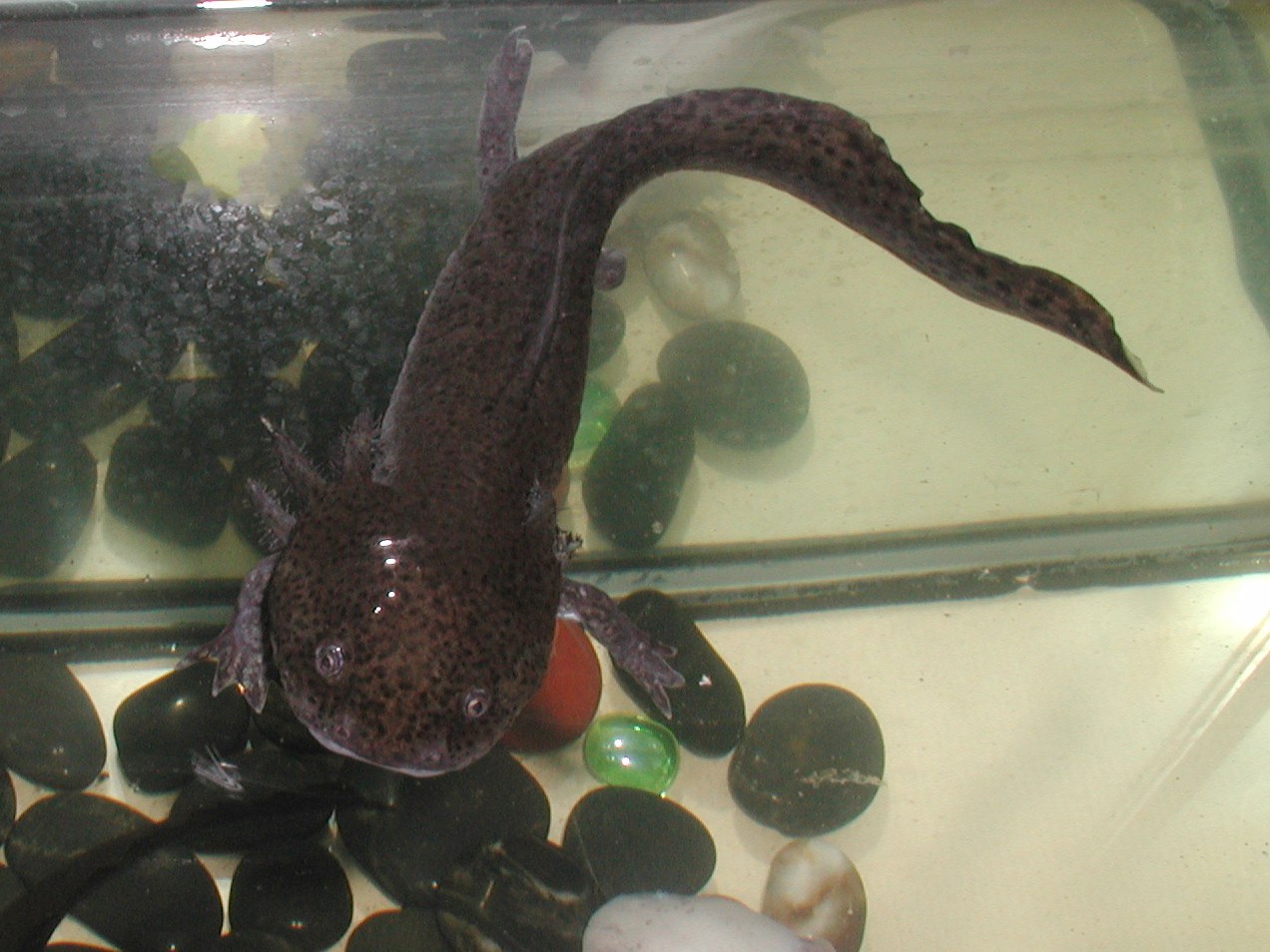 ambystoma_mexicanum2md
