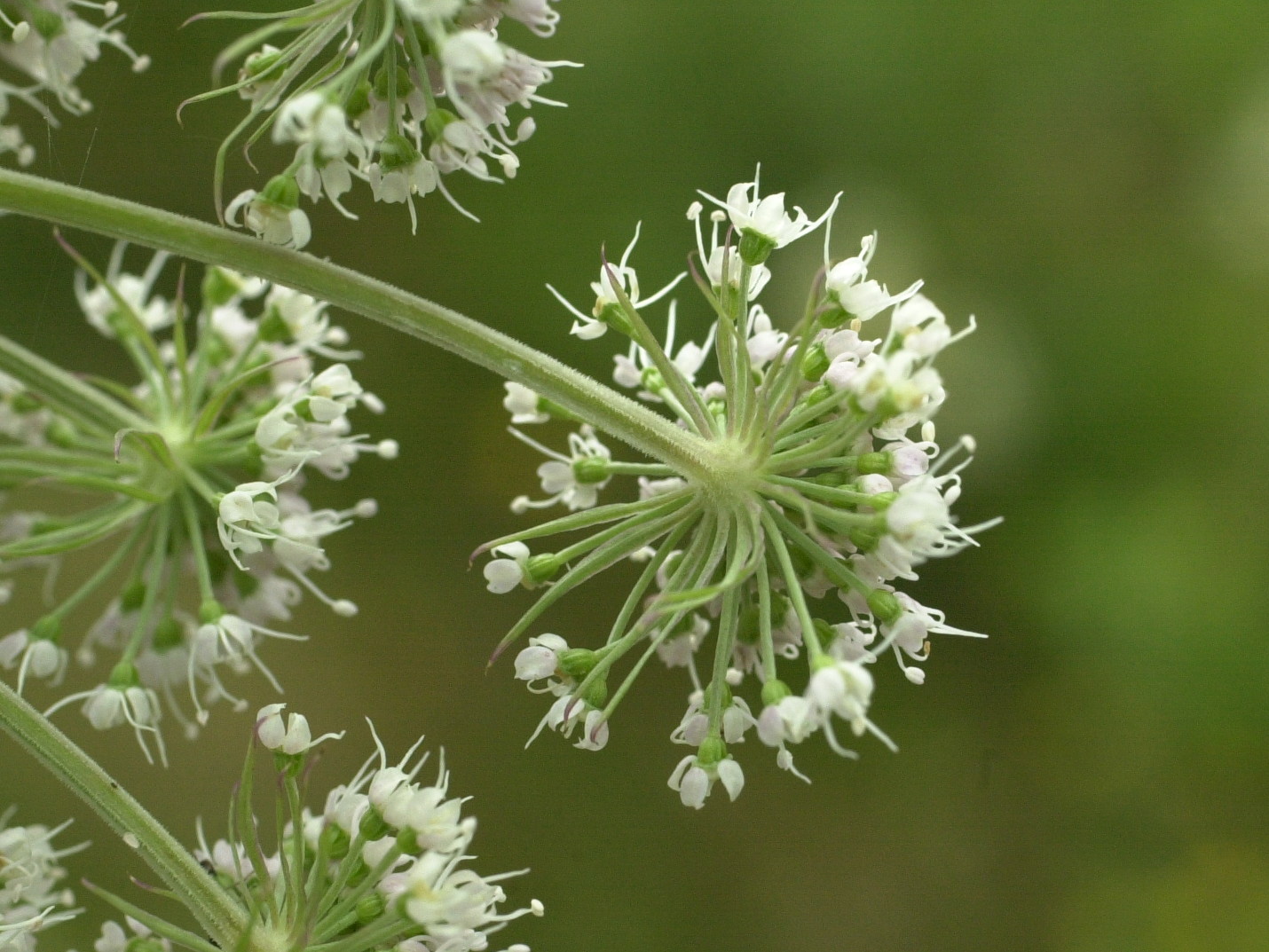 angelica_sylvestris4md