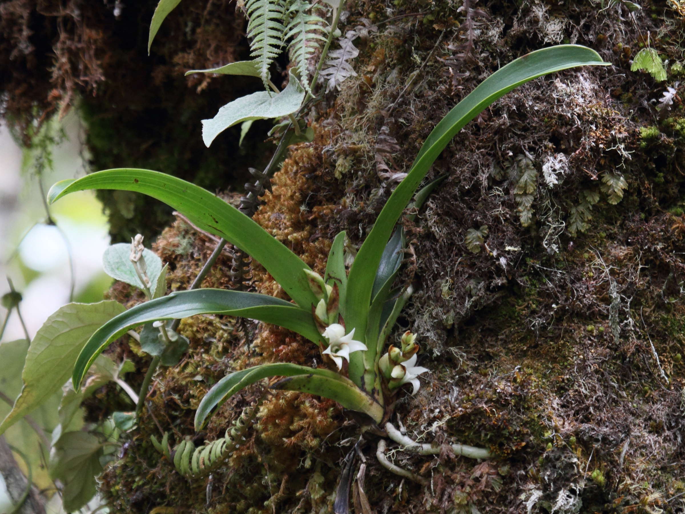 angraecum_bracteosum1bd