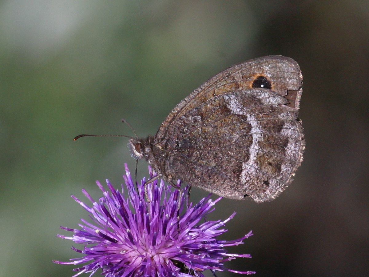 arethusana_arethusa1bd