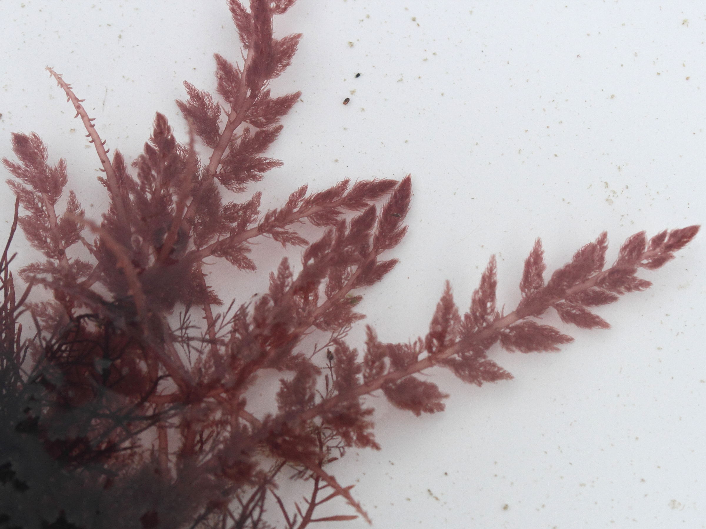 asparagopsis_armata1md