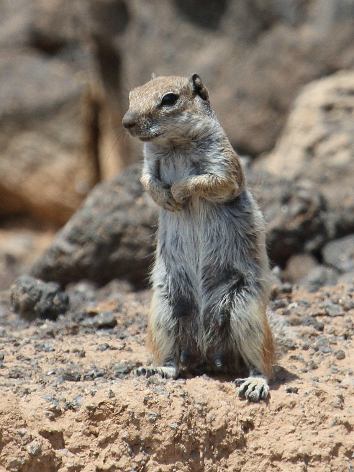 atlantoxerus_getulus5bd