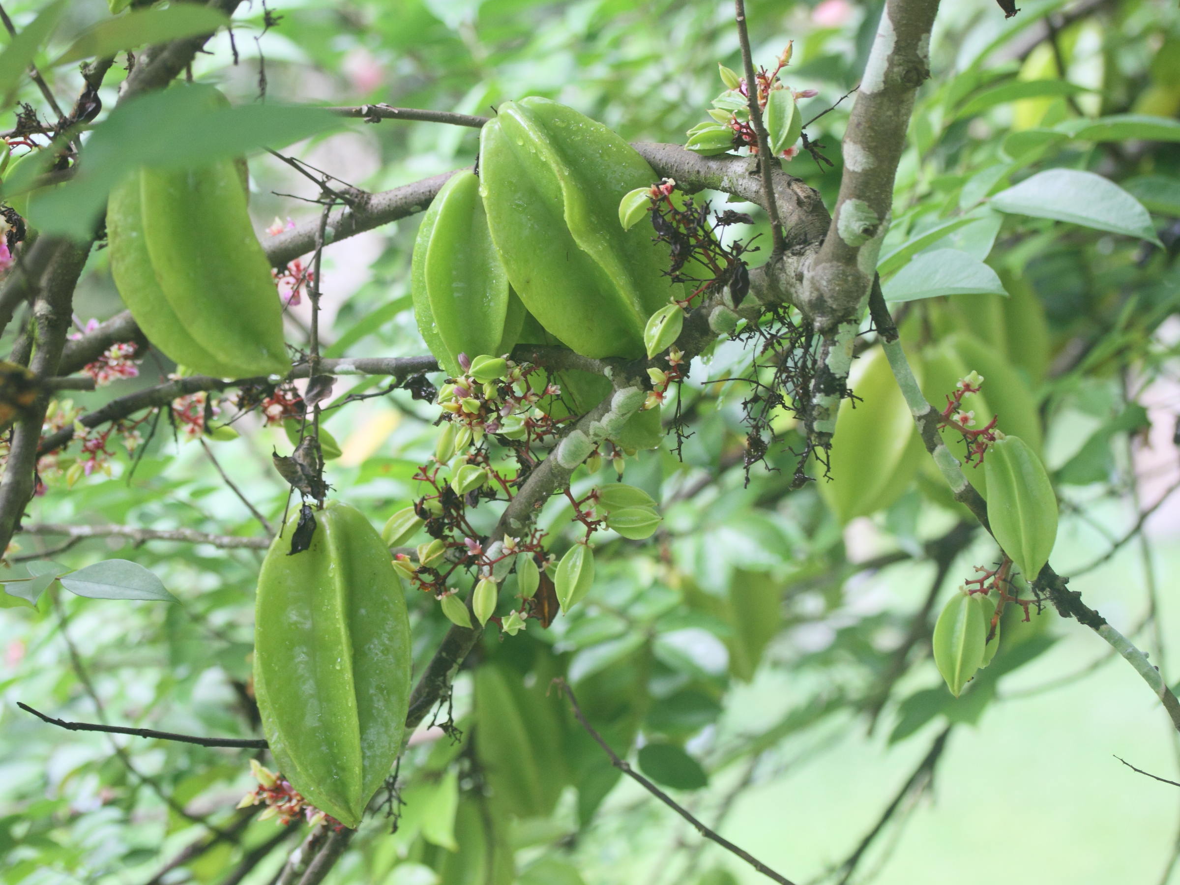 averrhoa_carambola7md