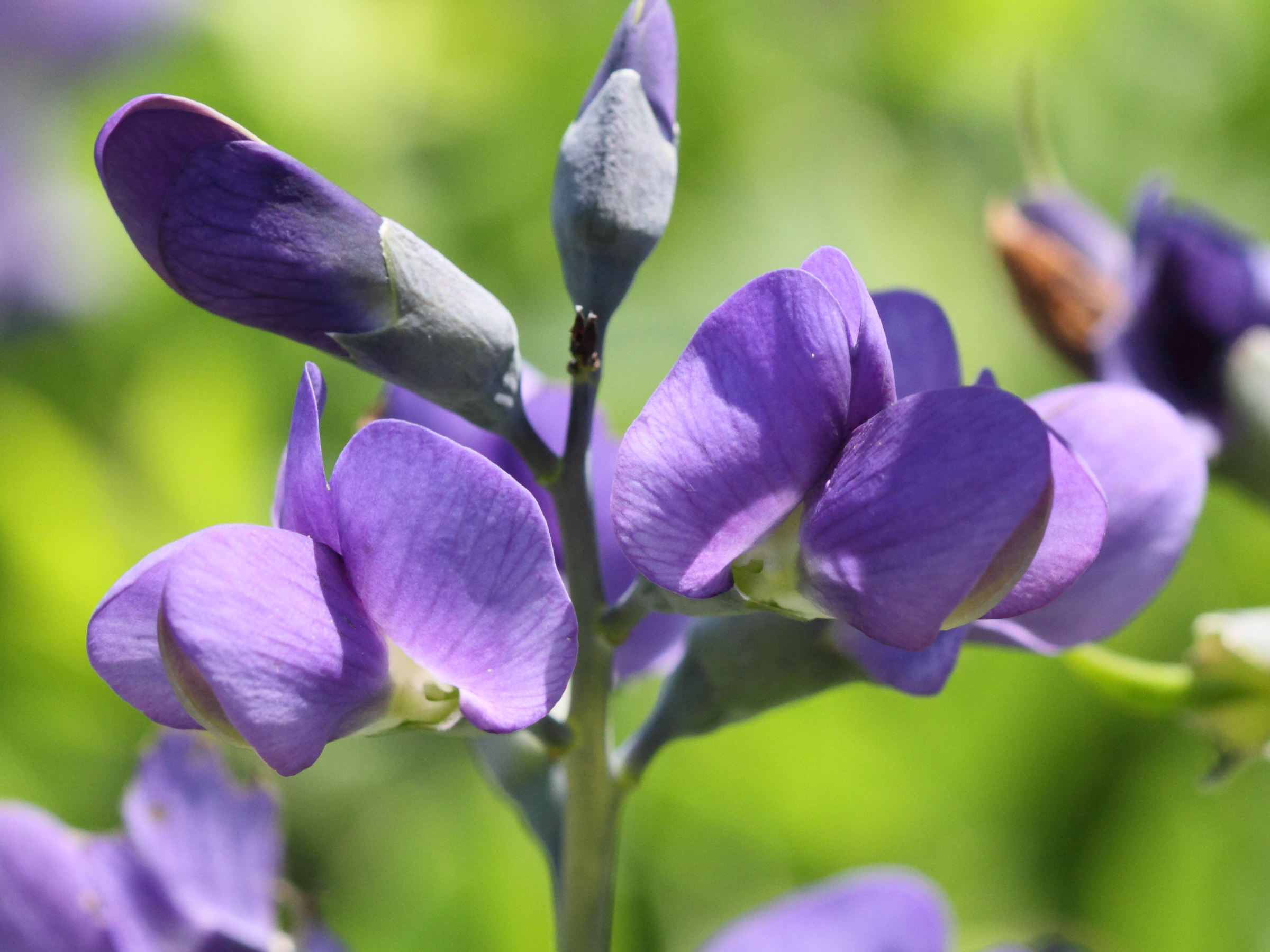 baptisia_australis2bd