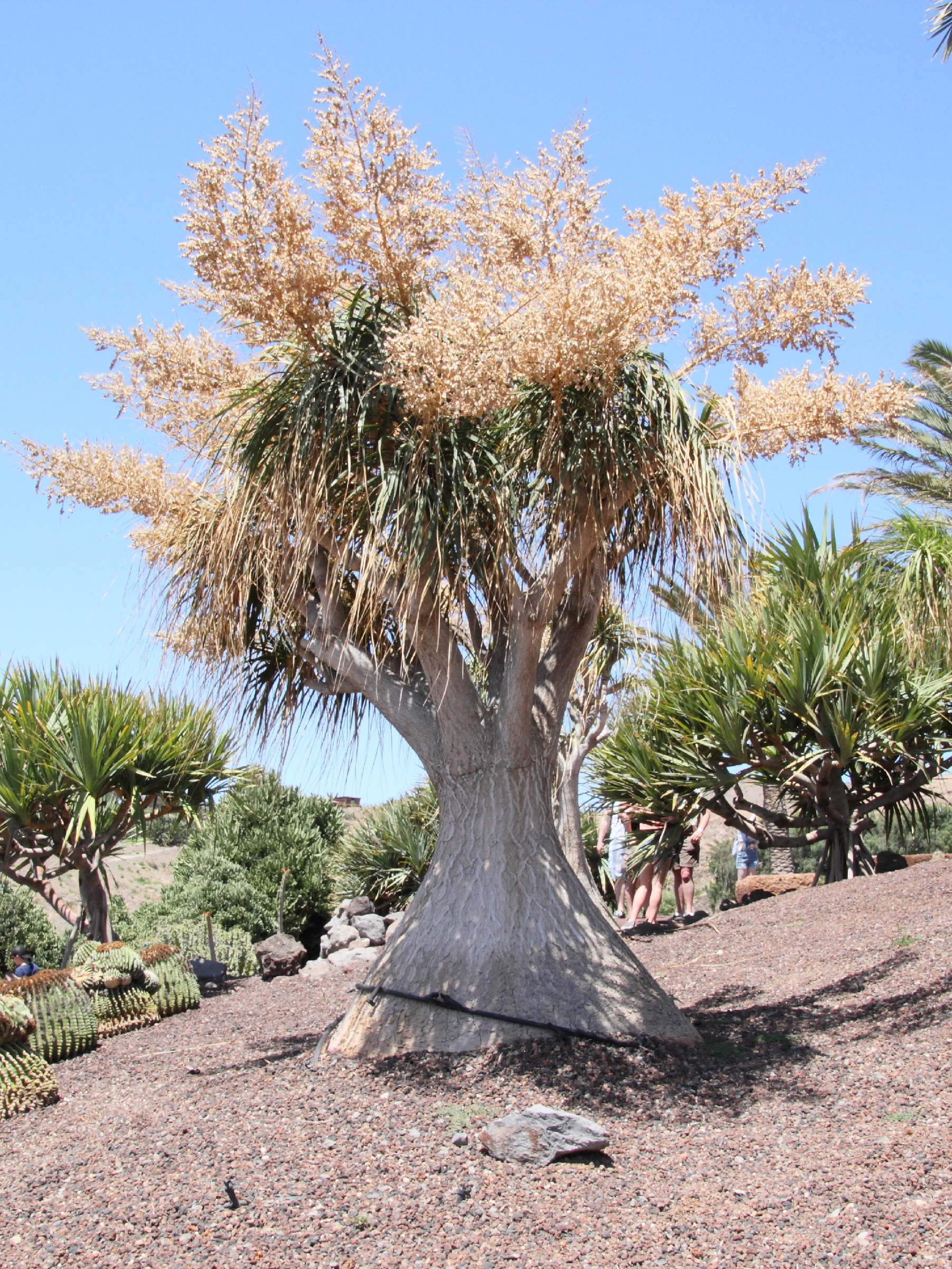 beaucarnea_recurvata5md