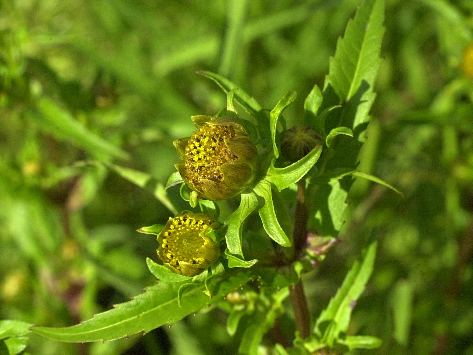 Afficher le média bidens_connata2md bidens_connata2md