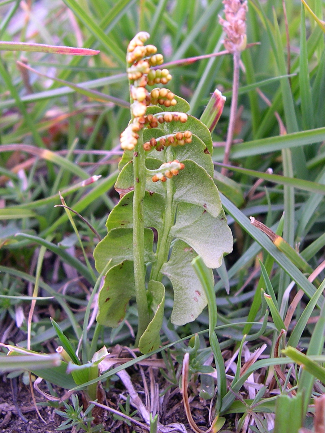 botrychium_lunaria1md