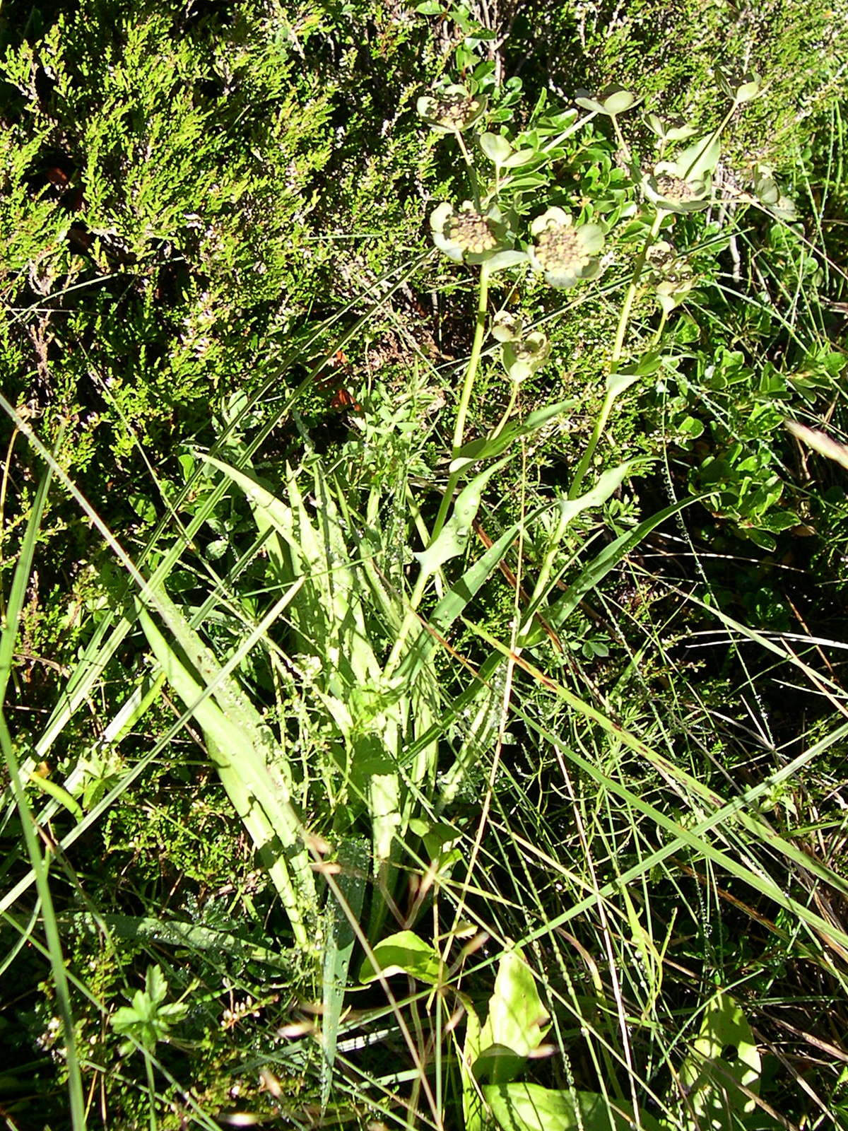 bupleurum_angulosum1md