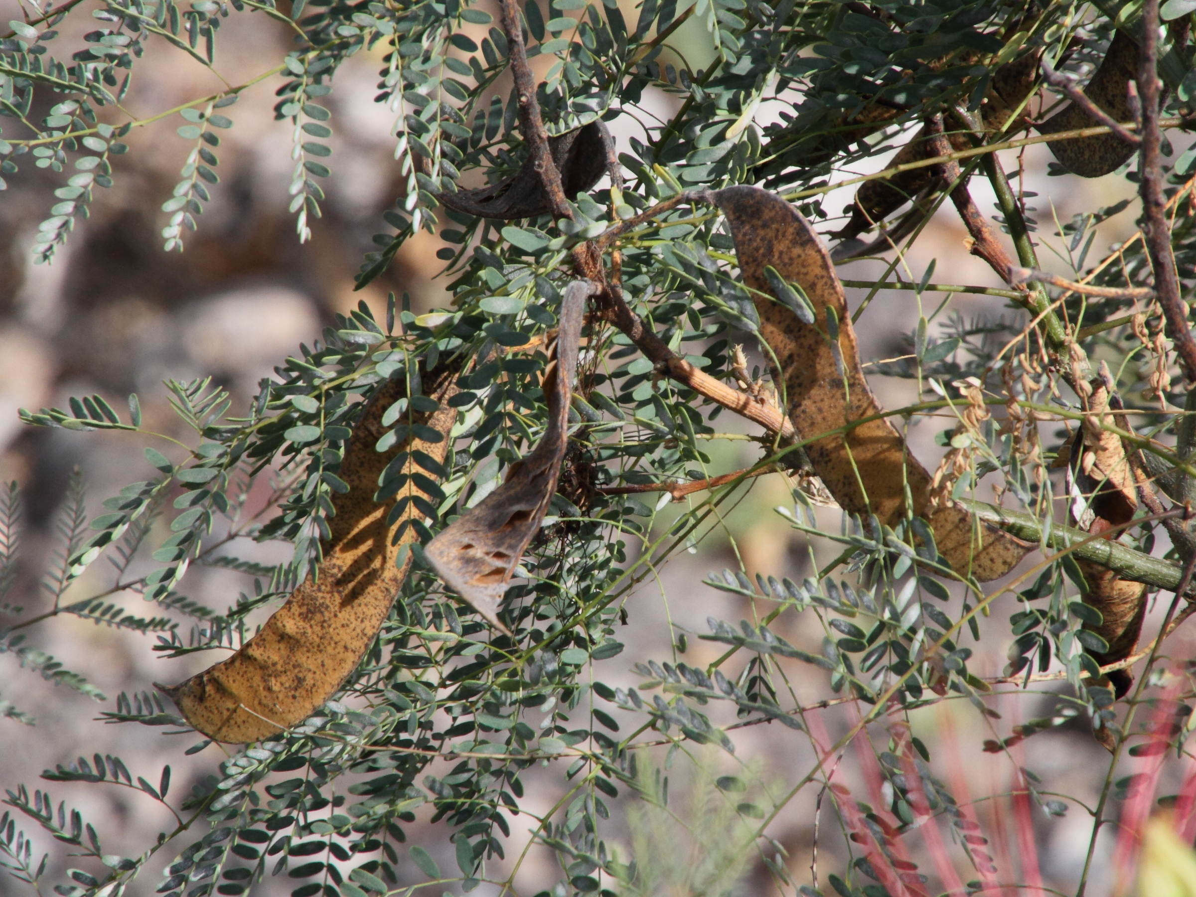 caesalpinia_gilliesii5md