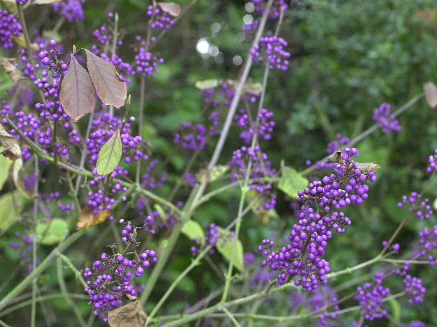 callicarpa_bodinieri_giraldii5md