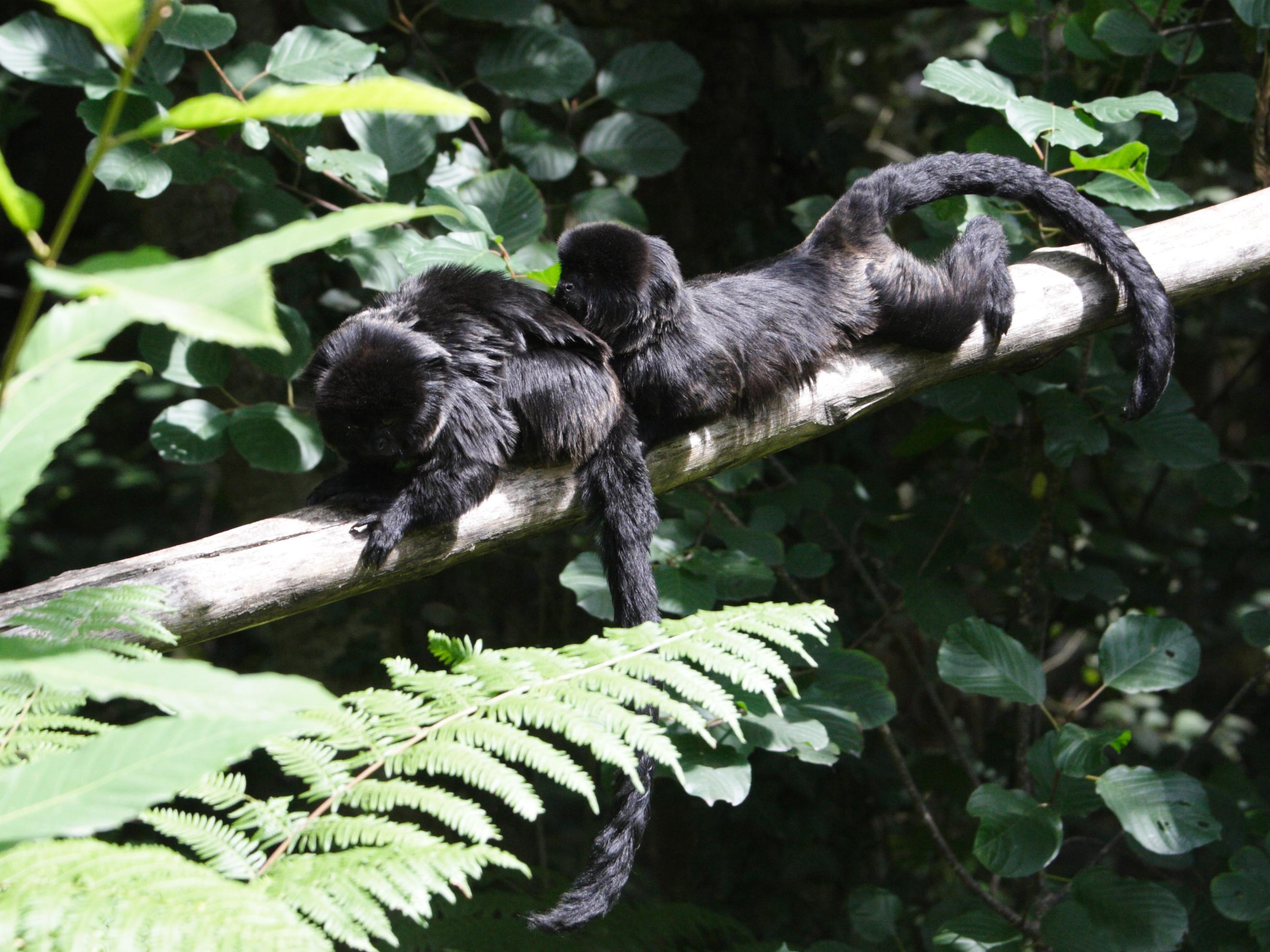 callimico_goeldii1md