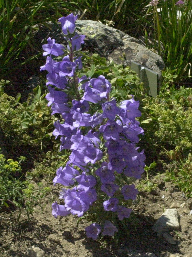 campanula_speciosa1md